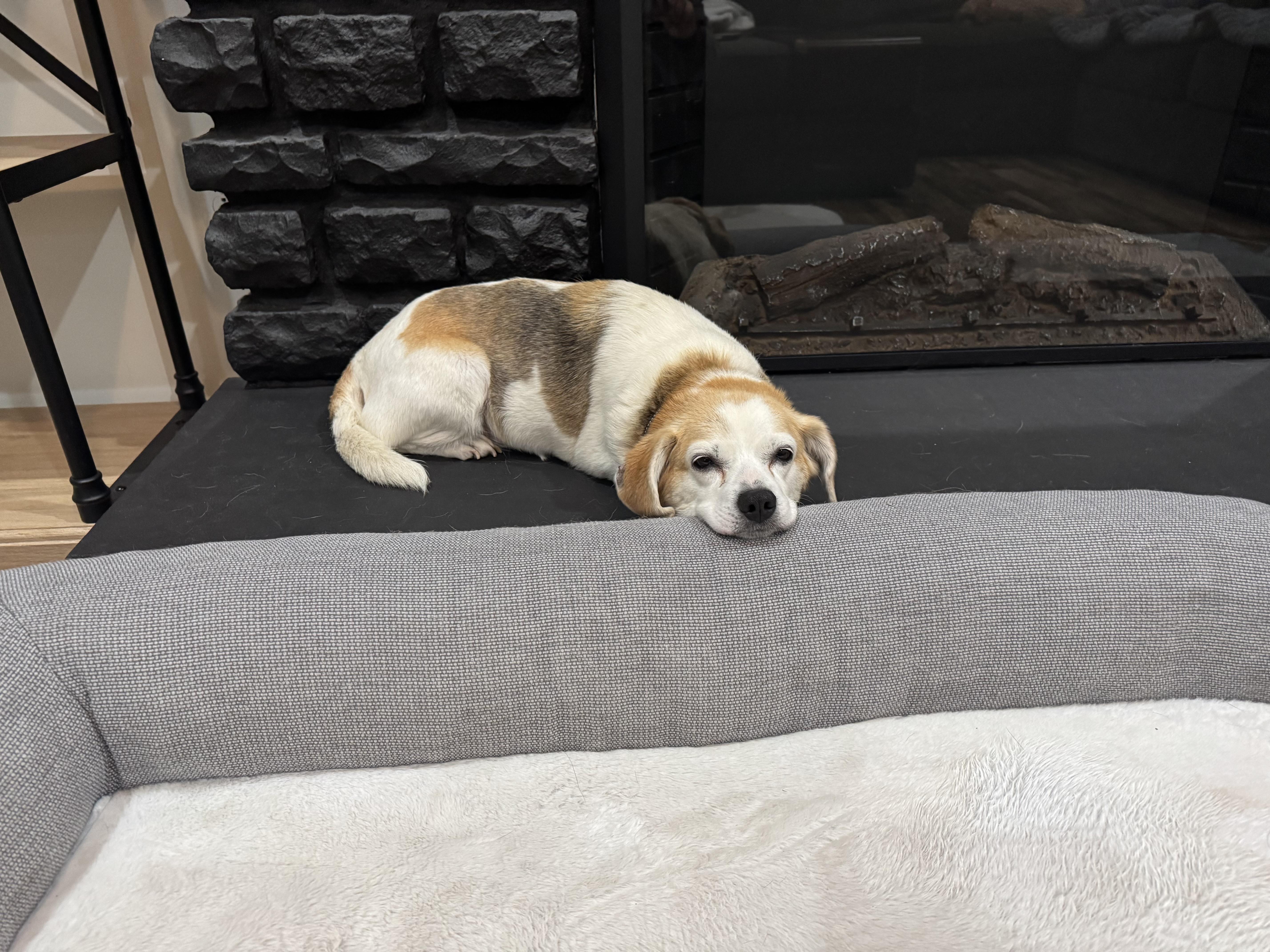 Enlarge Martha, a ADOPTABLE Beagle in Manahawkin, NJ image 3/3