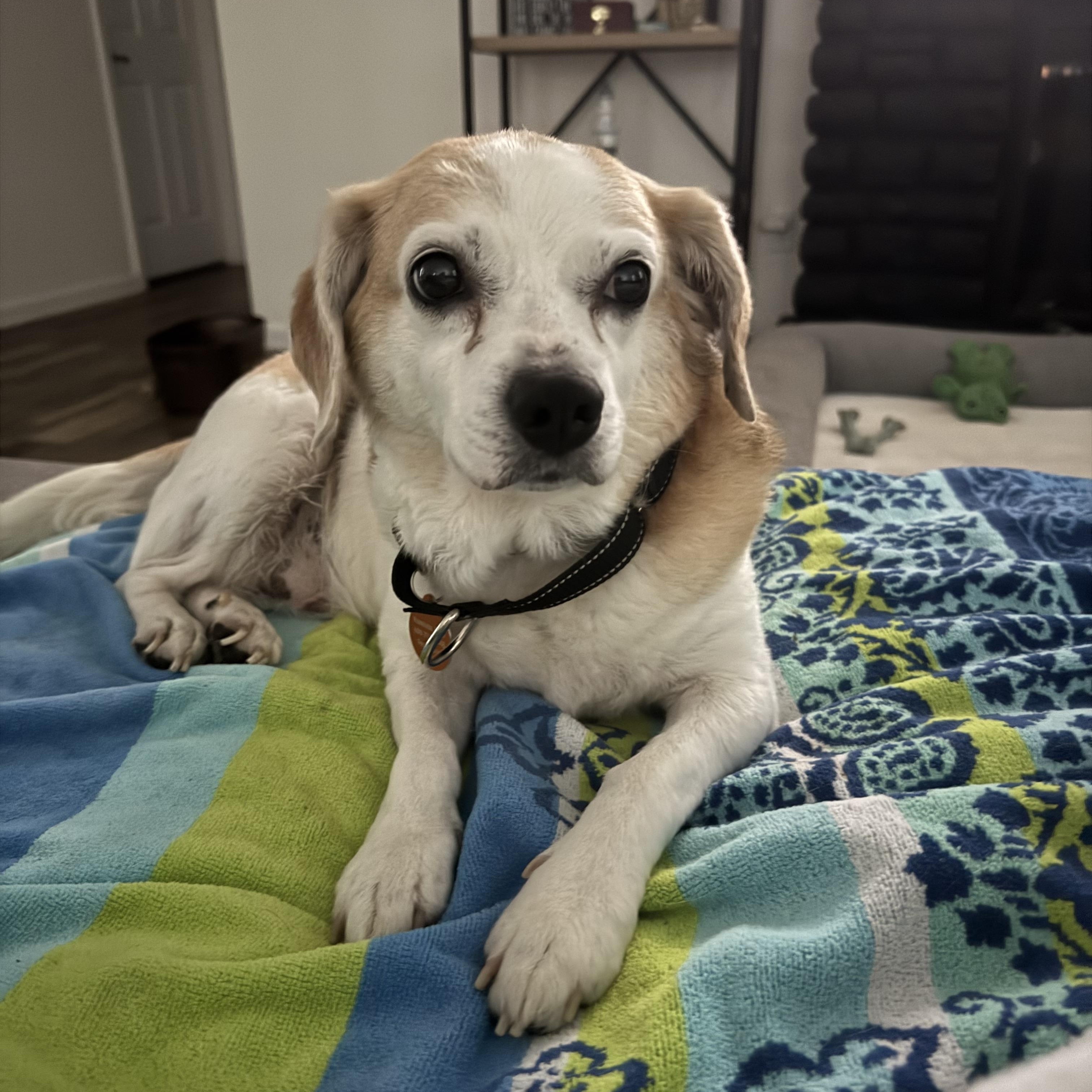 Martha, ADOPTABLE, Adult Female Beagle.