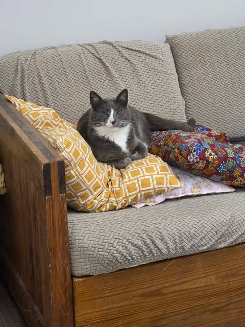 Enlarge Tennessee, a ADOPTABLE Domestic Short Hair in Fulton, NY image 6/6