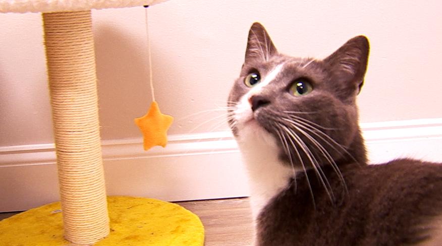 Enlarge Tennessee, a ADOPTABLE Domestic Short Hair in Fulton, NY image 2/6