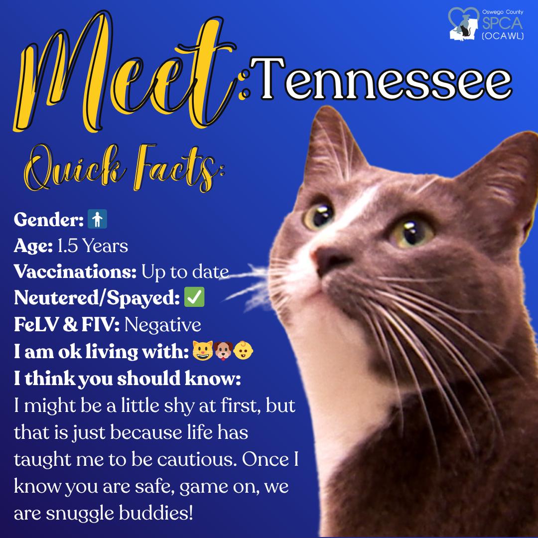 Enlarge Tennessee, a ADOPTABLE Domestic Short Hair in Fulton, NY image 1/6