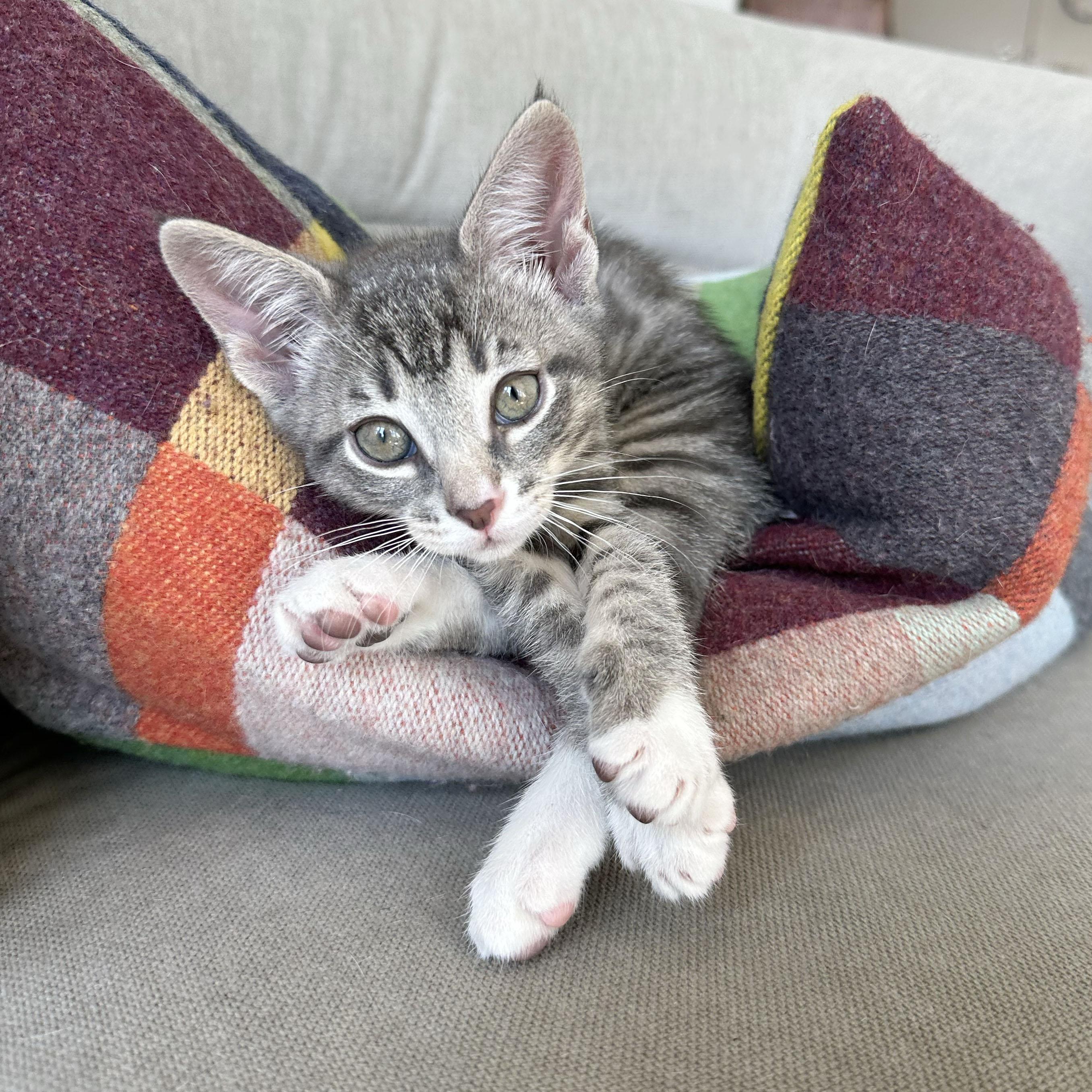 Enlarge Wrinkle, an adopted Domestic Short Hair in BROOKLYN, NY image 2/6