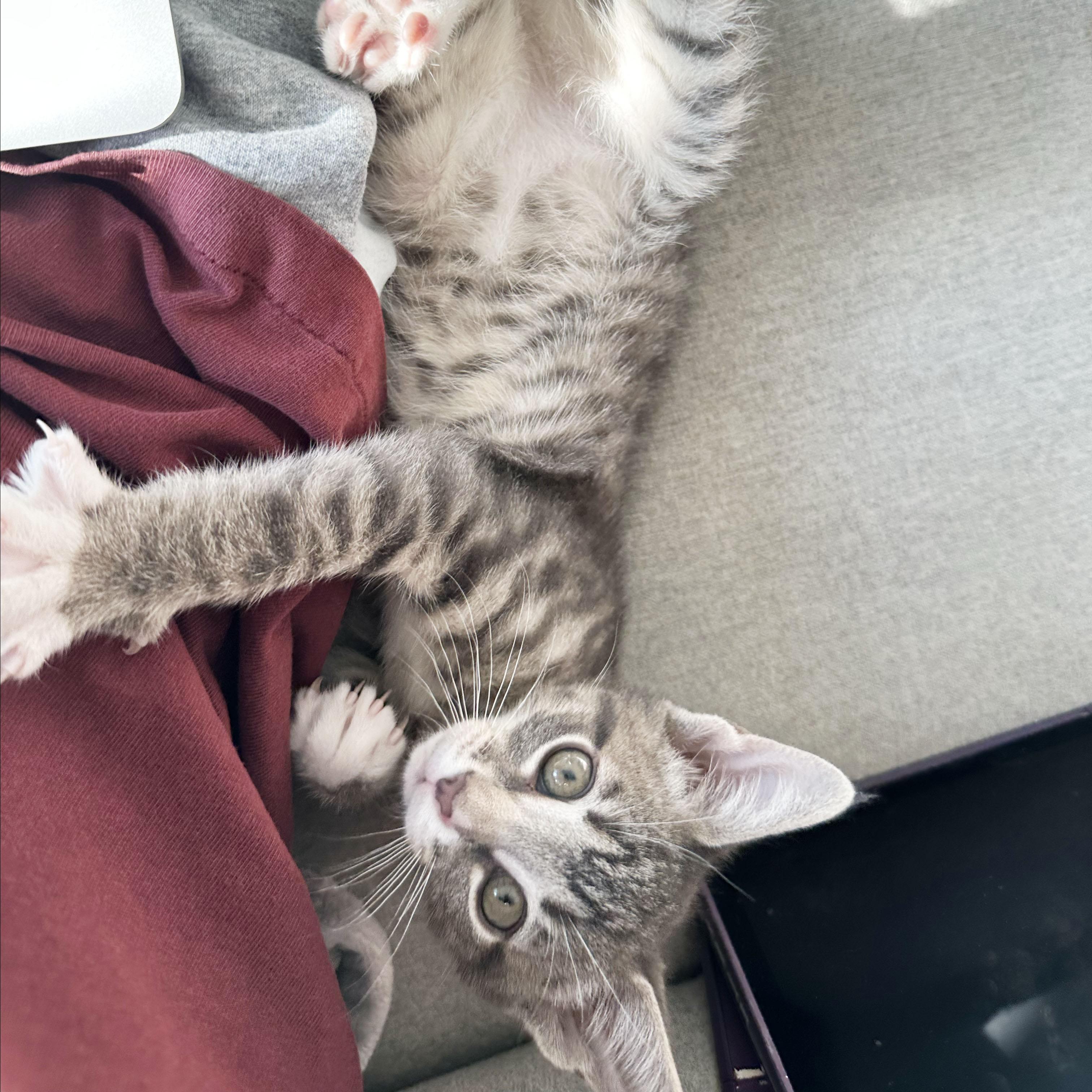 Enlarge Wrinkle, an adopted Domestic Short Hair in BROOKLYN, NY image 3/6