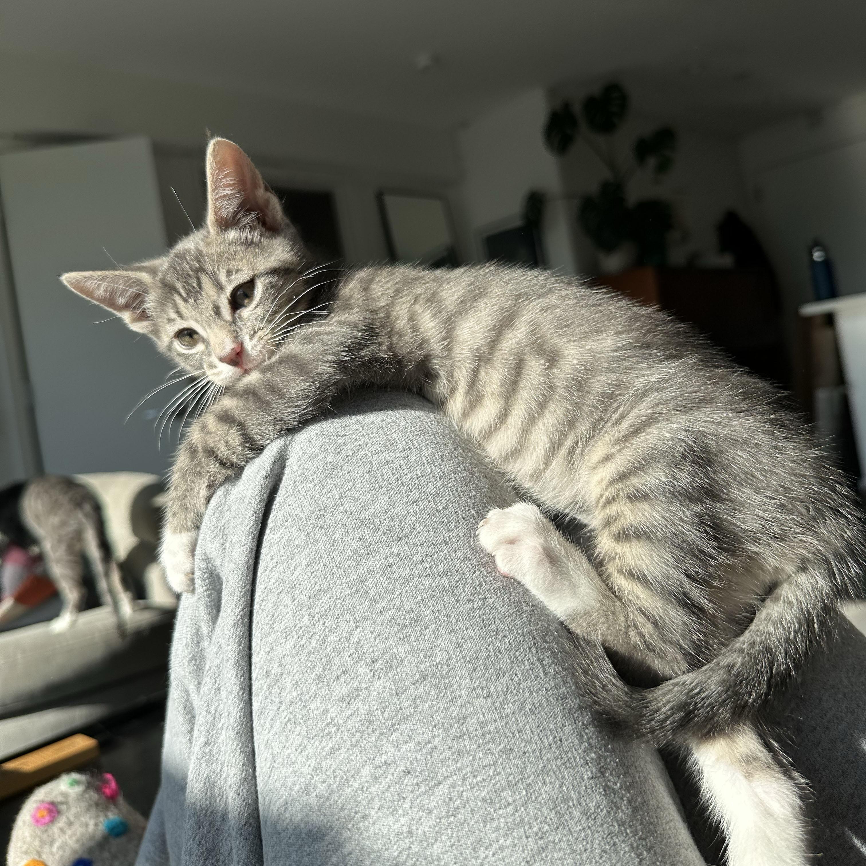 Enlarge Wrinkle, an adopted Domestic Short Hair in BROOKLYN, NY image 4/6