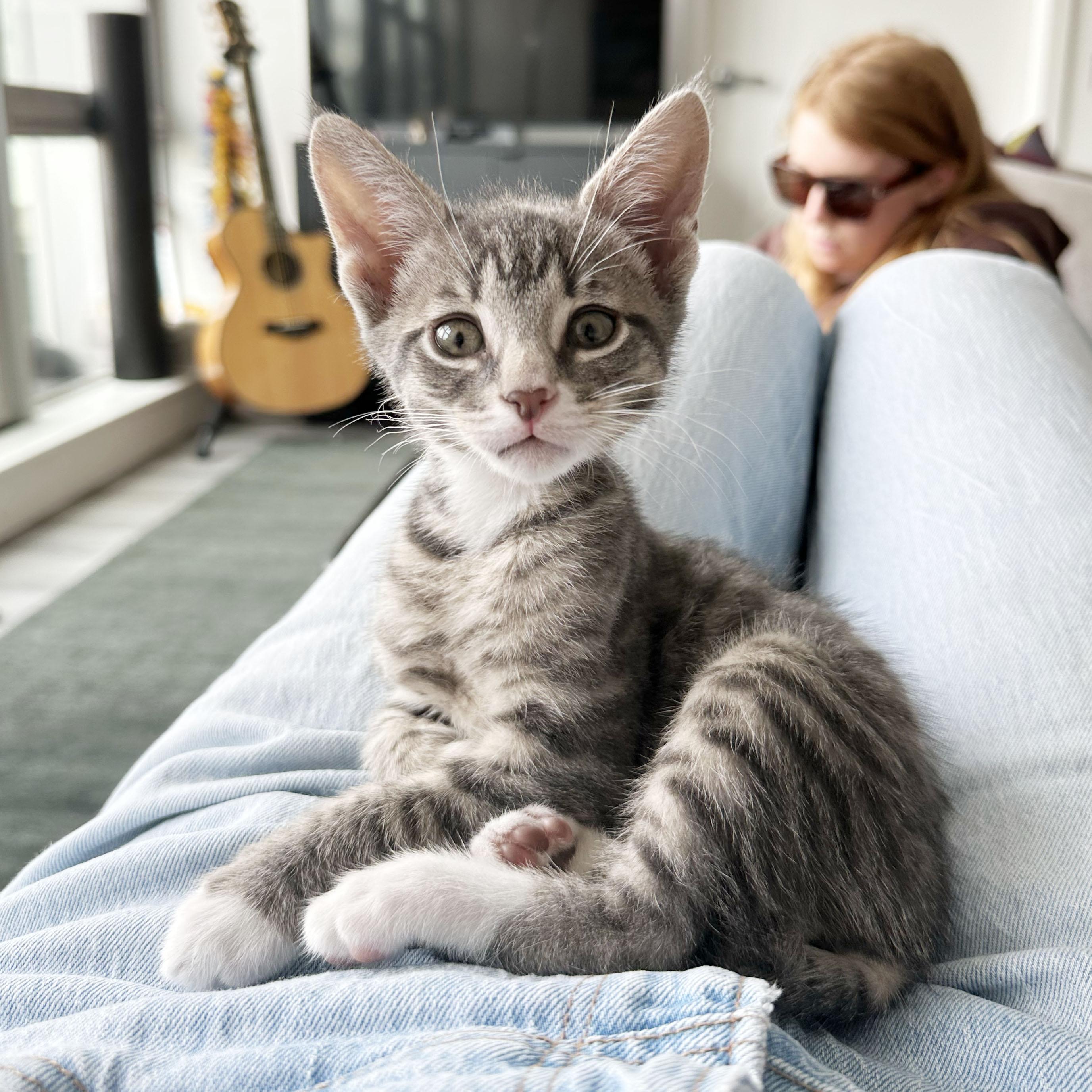Wrinkle, adopted, Kitten Male Domestic Short Hair.