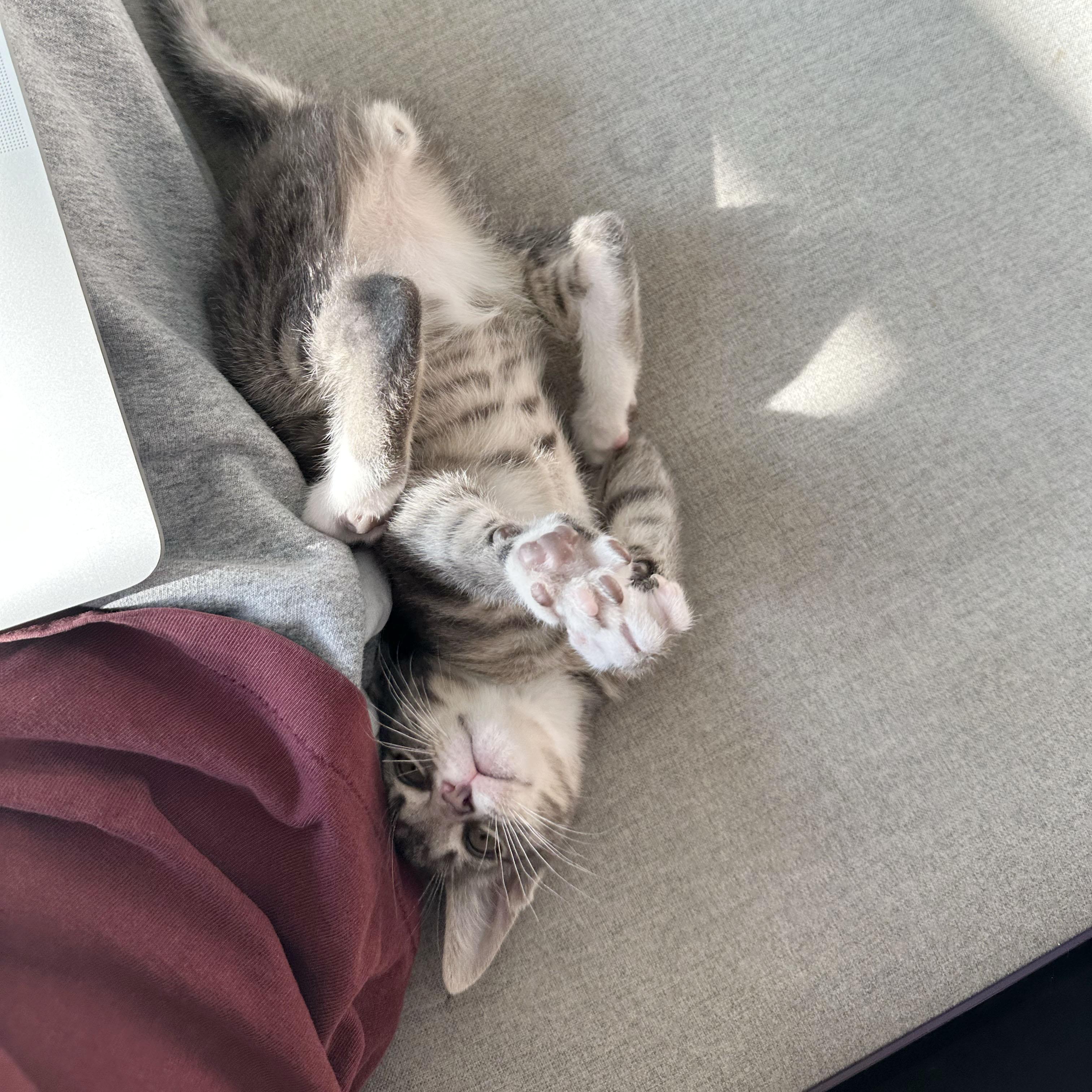 Enlarge Wrinkle, an adopted Domestic Short Hair in BROOKLYN, NY image 5/6