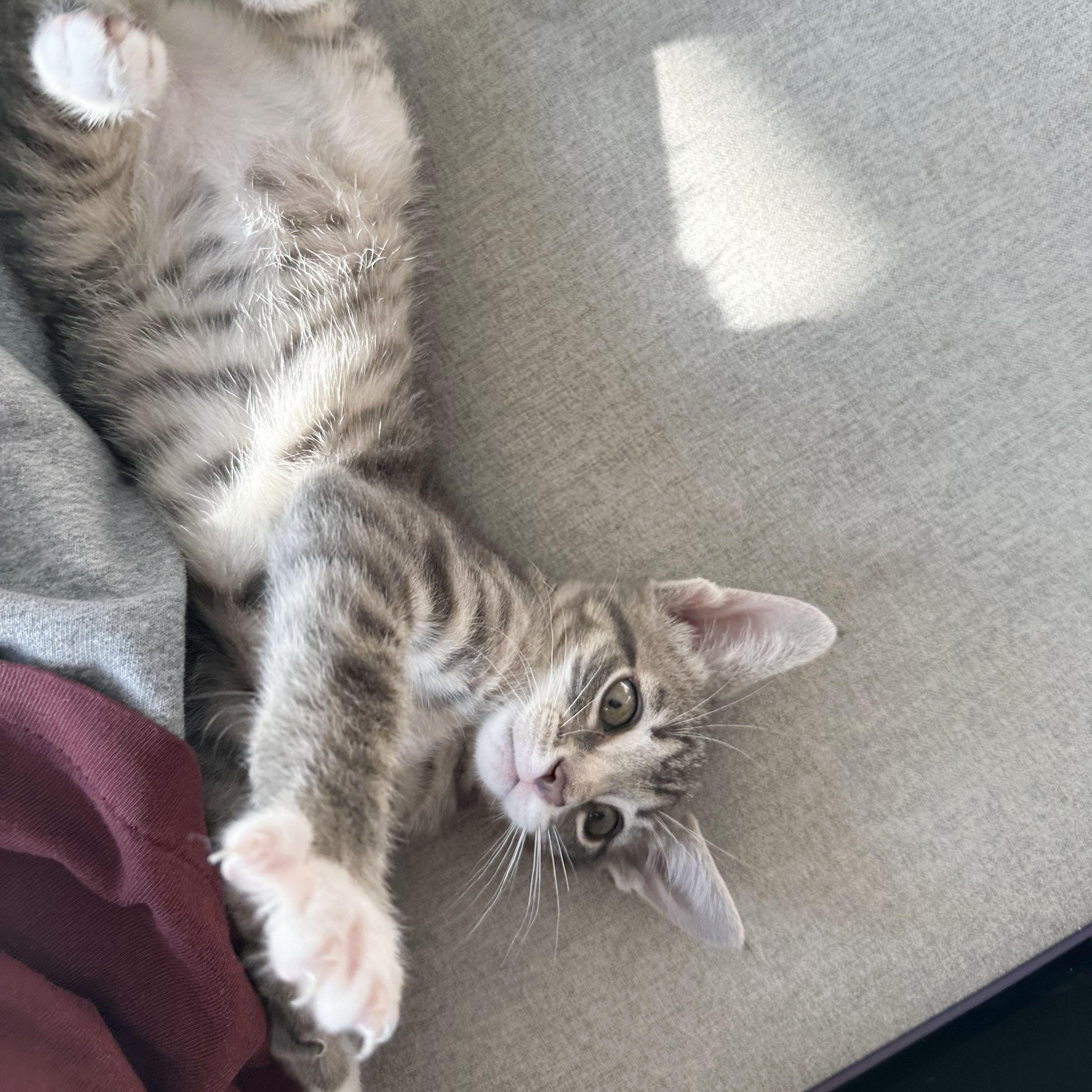 Enlarge Wrinkle, an adopted Domestic Short Hair in BROOKLYN, NY image 6/6