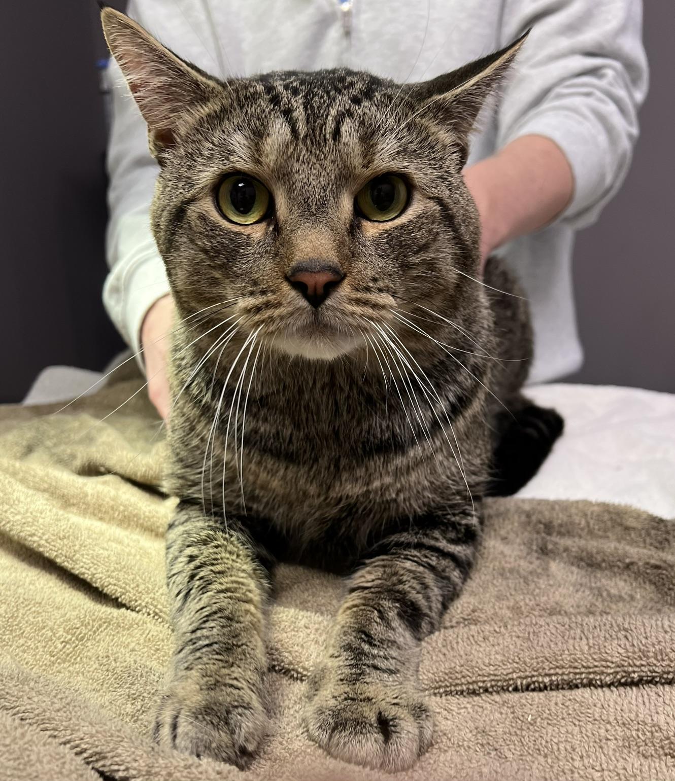 Maximus, a ADOPTABLE Domestic Short Hair in Johnston, RI image 4/6