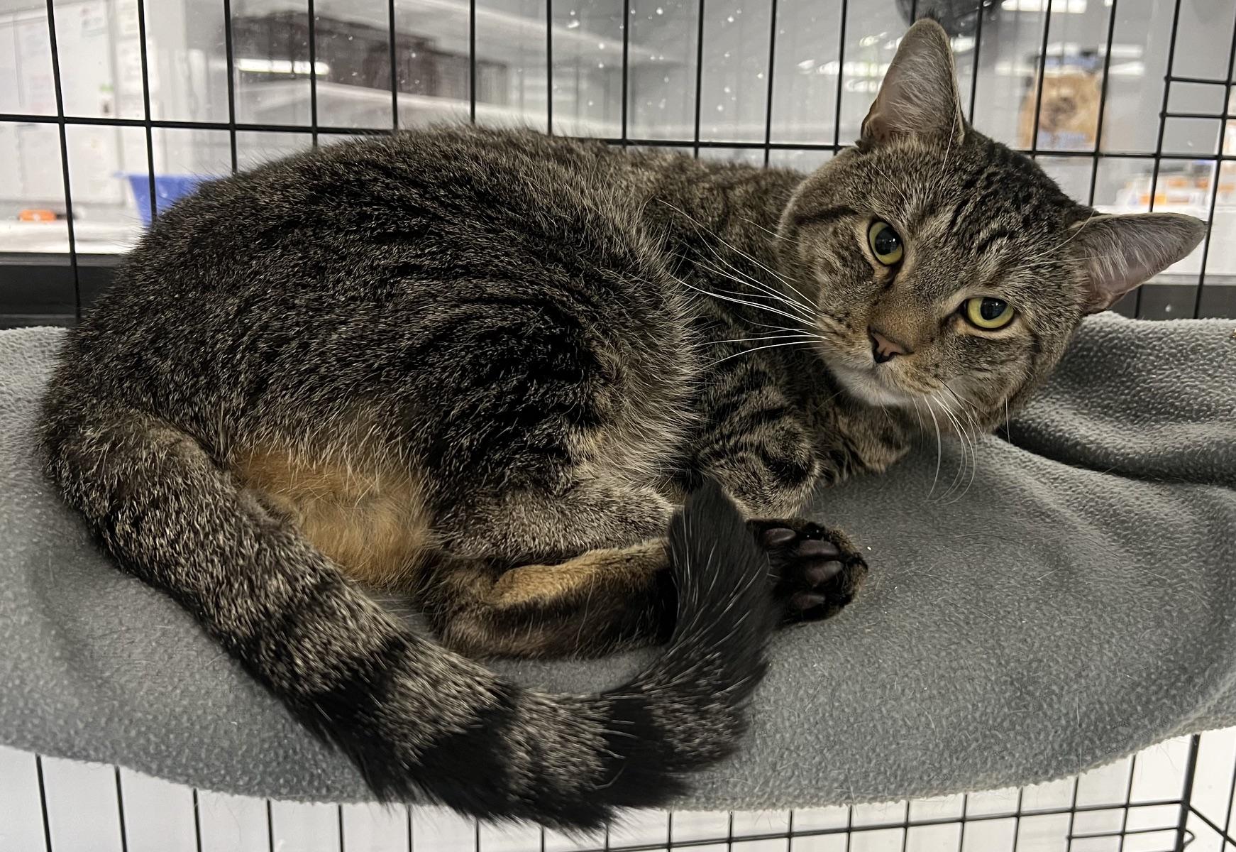 Maximus, a ADOPTABLE Domestic Short Hair in Johnston, RI image 5/6