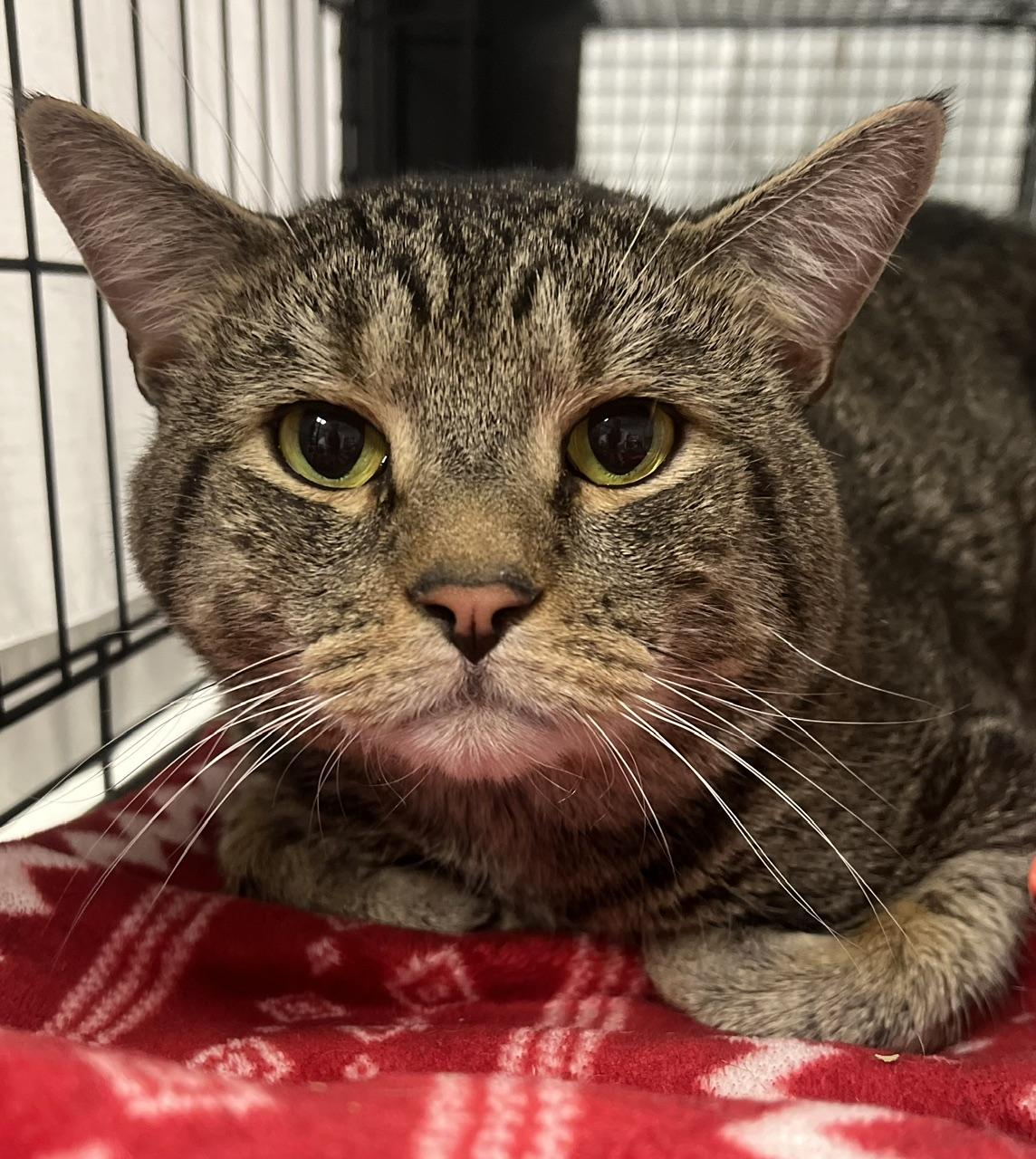 Maximus, a ADOPTABLE Domestic Short Hair in Johnston, RI image 2/6