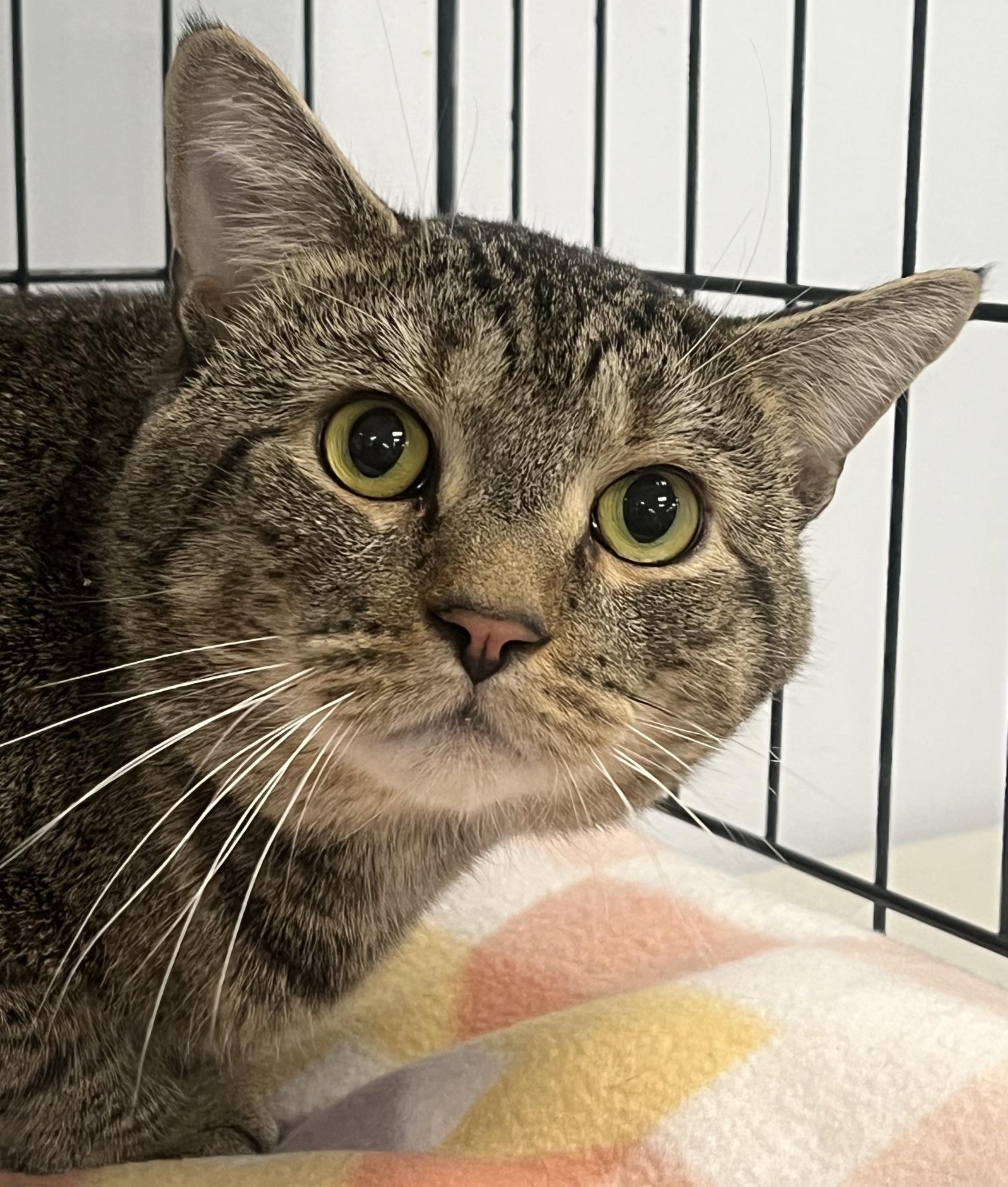 Maximus, a ADOPTABLE Domestic Short Hair in Johnston, RI image 3/6