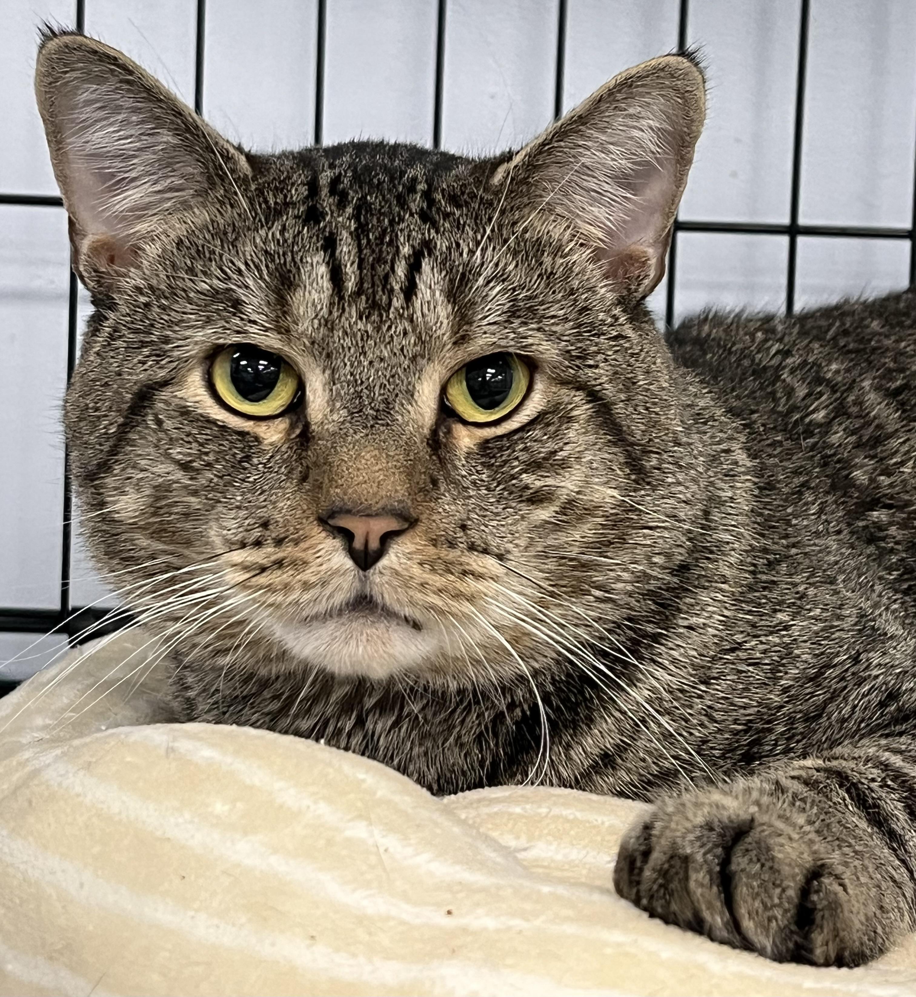 Maximus, ADOPTABLE, Adult Male Domestic Short Hair.