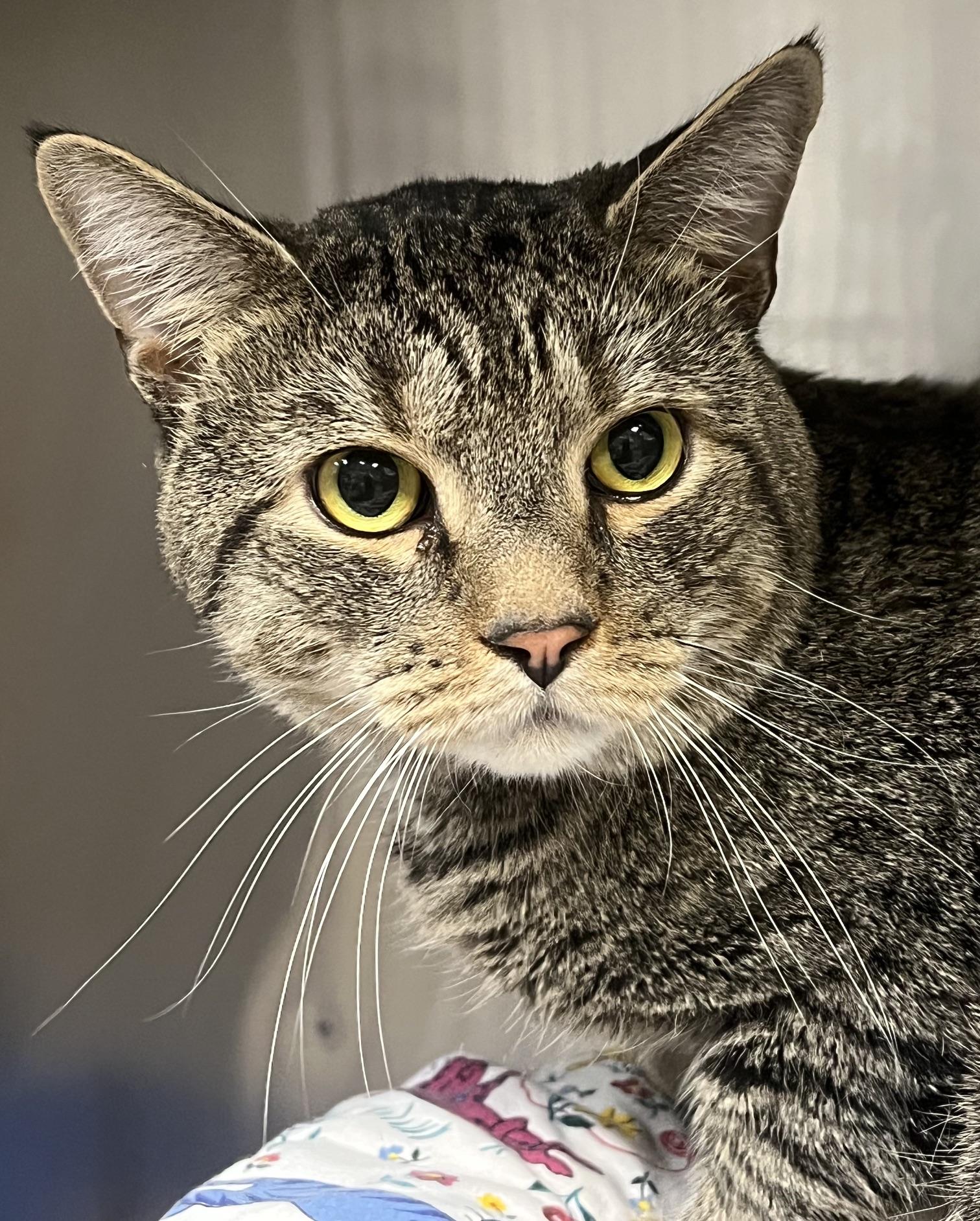 Maximus, a ADOPTABLE Domestic Short Hair in Johnston, RI image 6/6