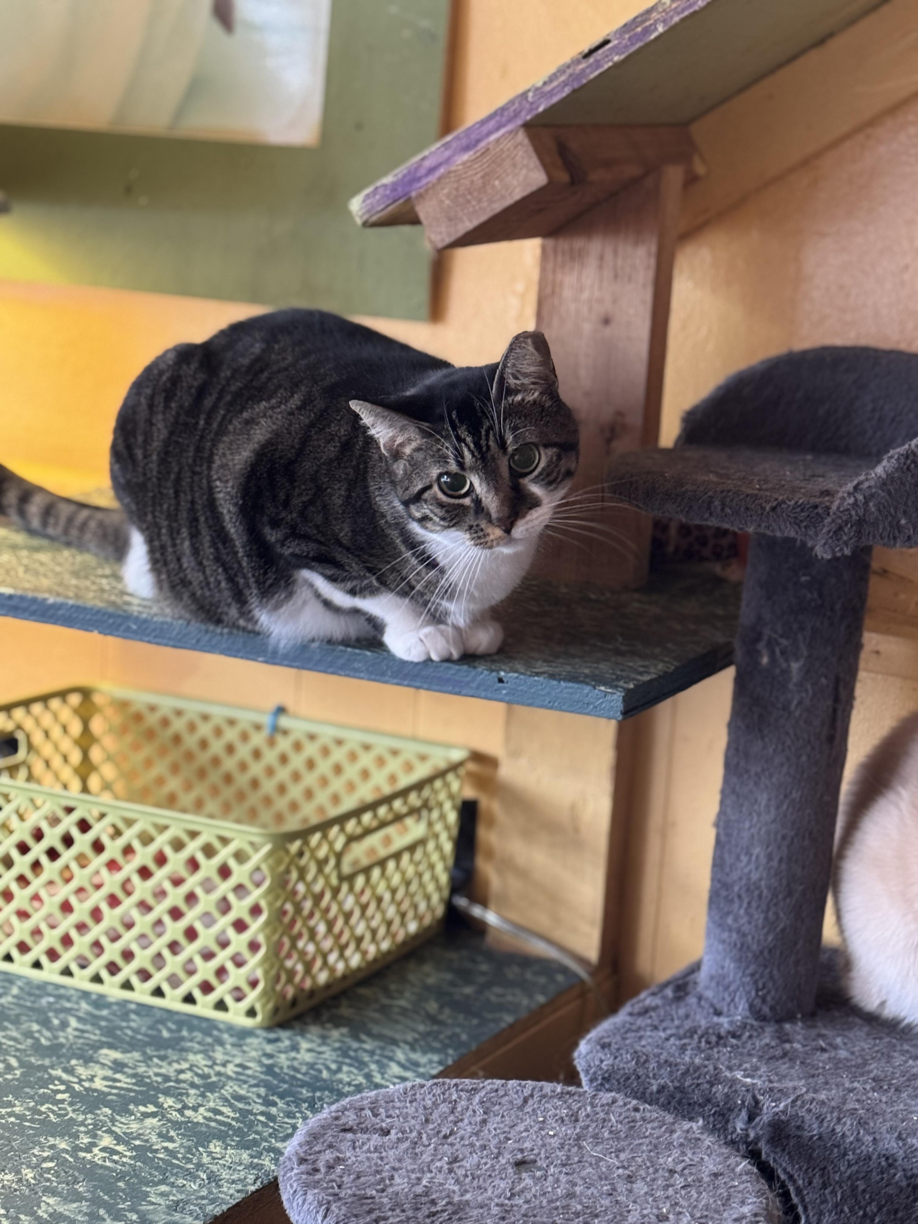 Enlarge Mystery, a Adoptable Tabby in Memphis, TN image 2/2