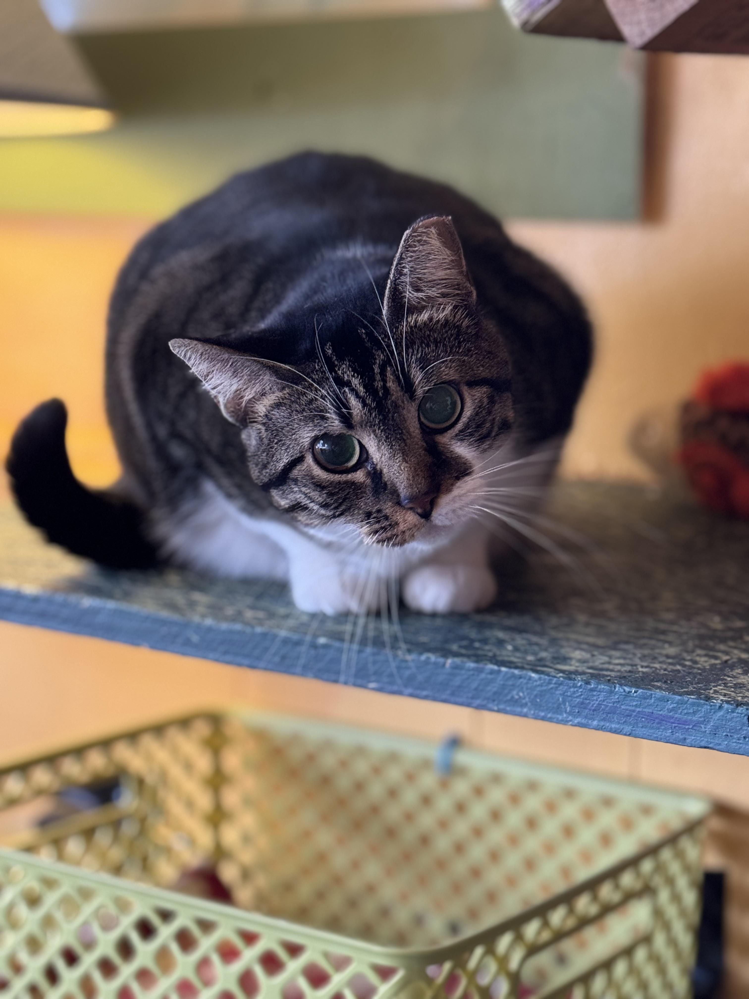 Enlarge Mystery, a Adoptable Tabby in Memphis, TN image 1/2