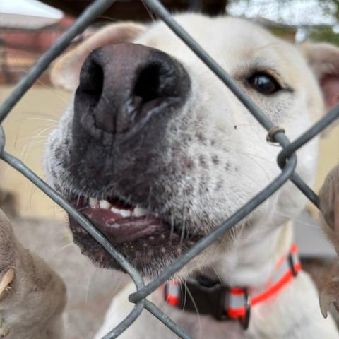 Troy Bolton D26-031, Adoptable, Young Male Shar-Pei & Mixed Breed.