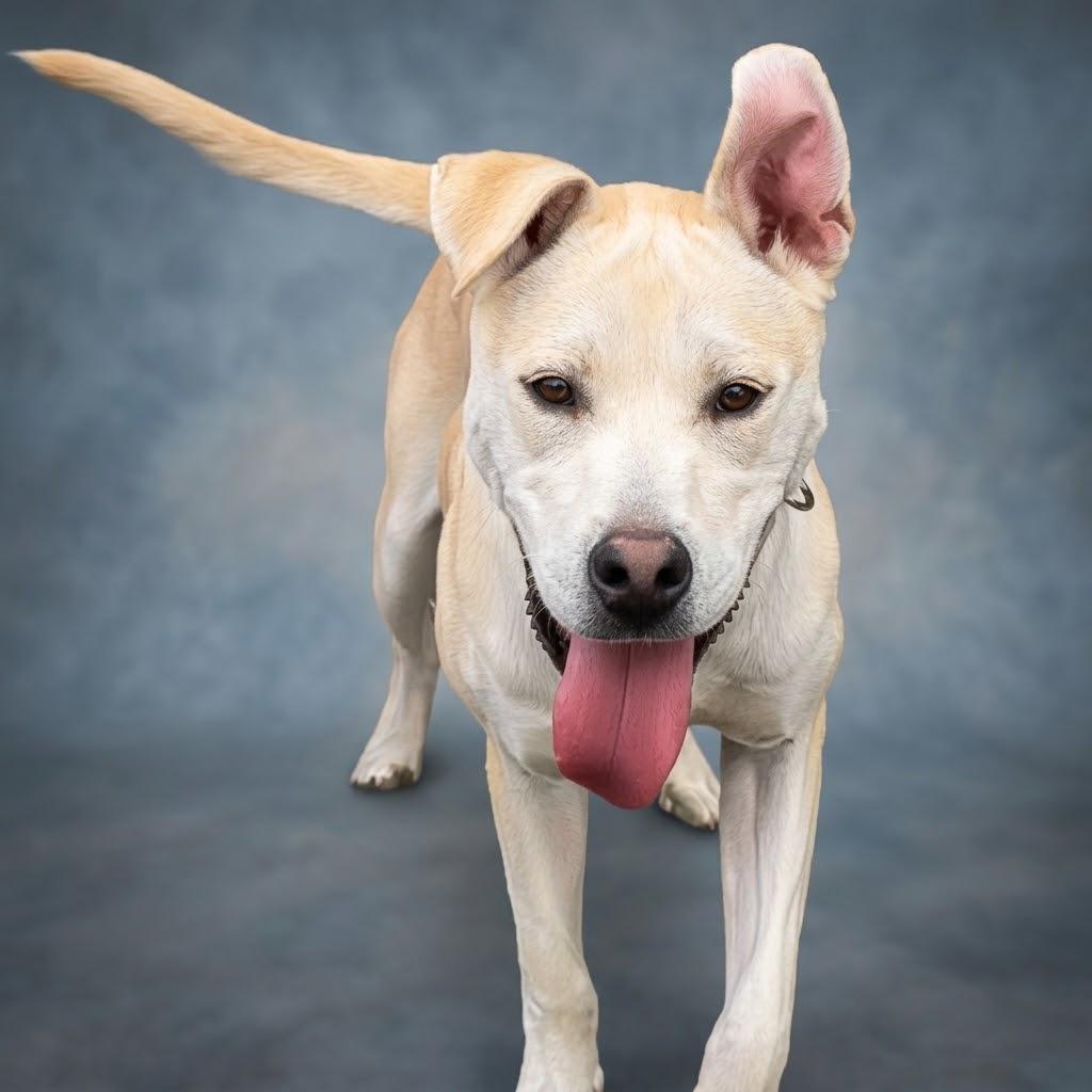 Enlarge Troy Bolton D26-031, a Adoptable mixed breed in Lebanon, TN image 2/6