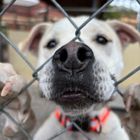 Enlarge Troy Bolton D26-031, a Adoptable mixed breed in Lebanon, TN image 3/6