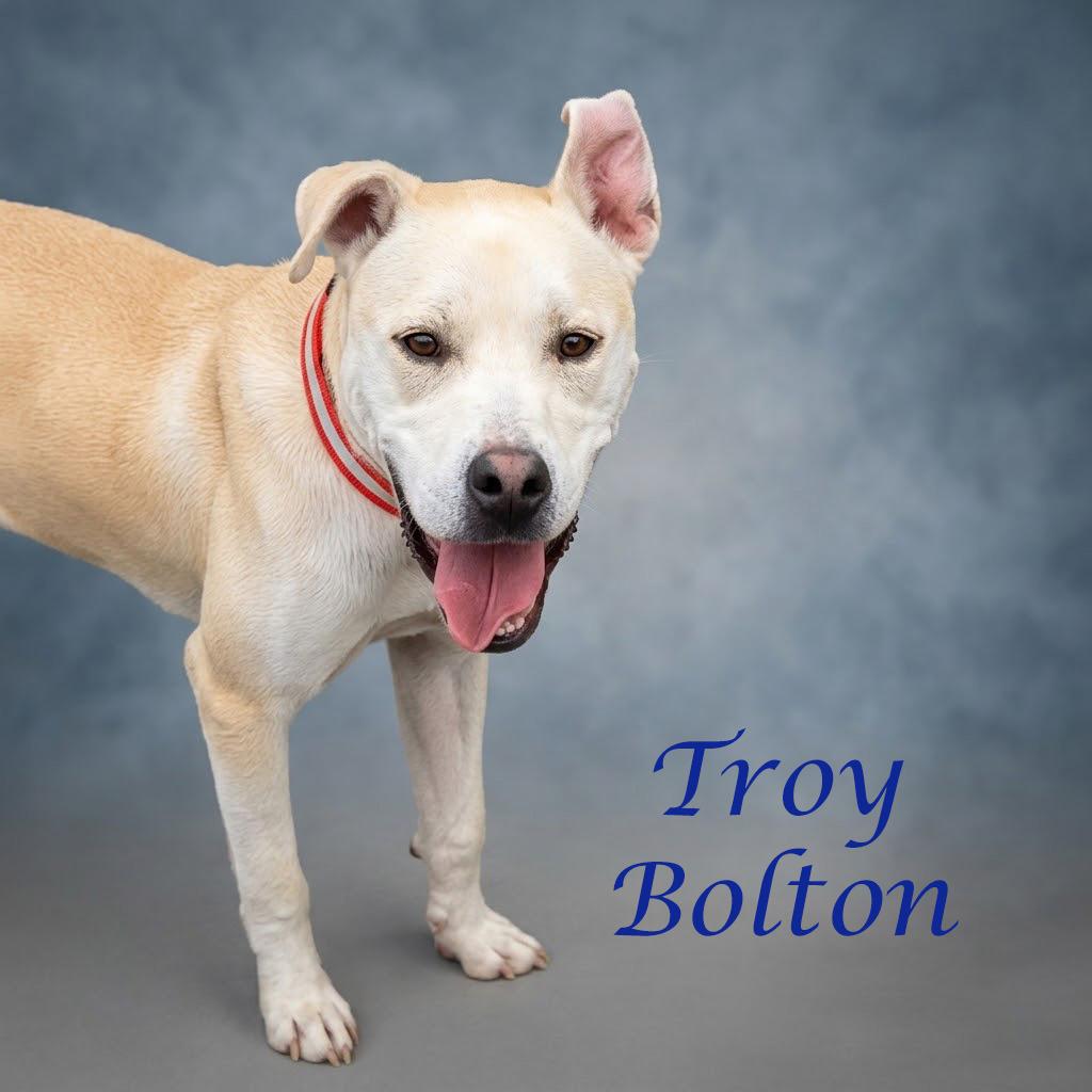 Enlarge Troy Bolton D26-031, a Adoptable mixed breed in Lebanon, TN image 4/6