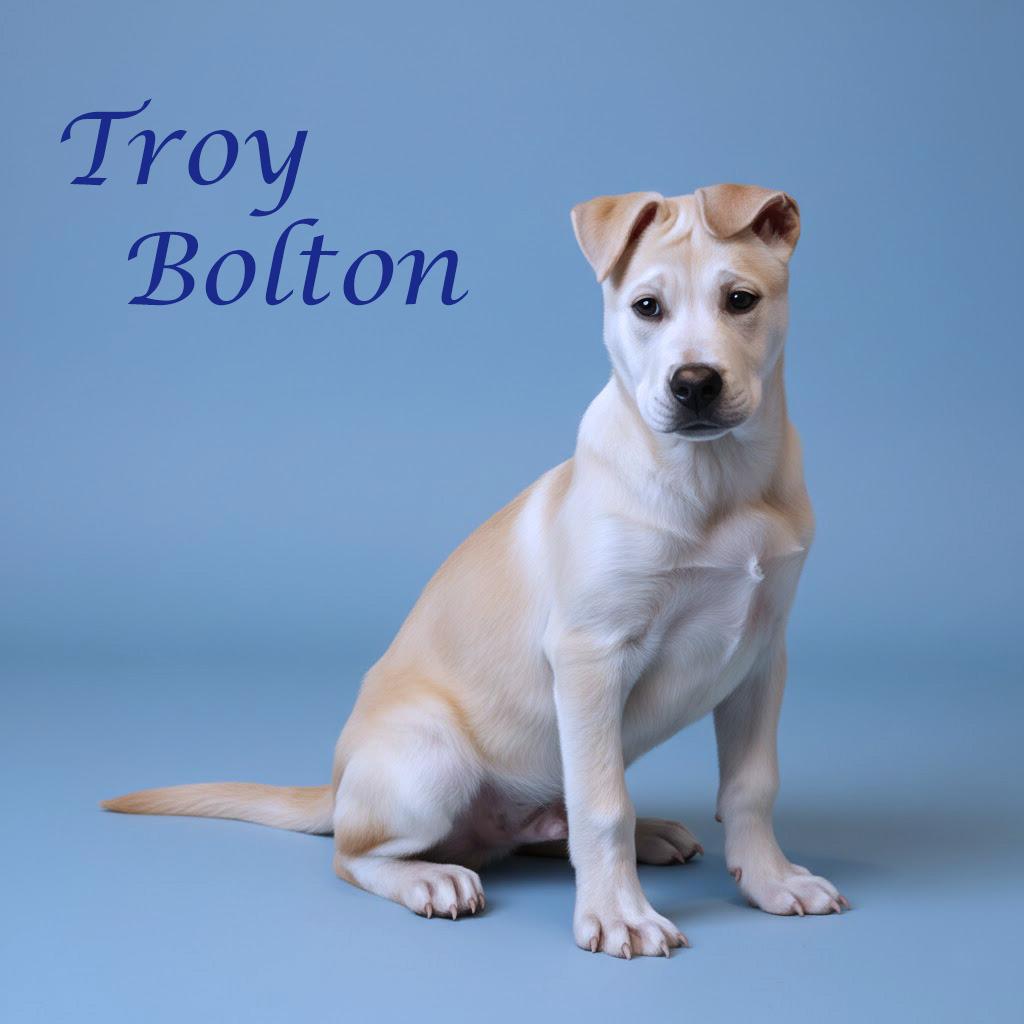 Enlarge Troy Bolton D26-031, a Adoptable mixed breed in Lebanon, TN image 5/6