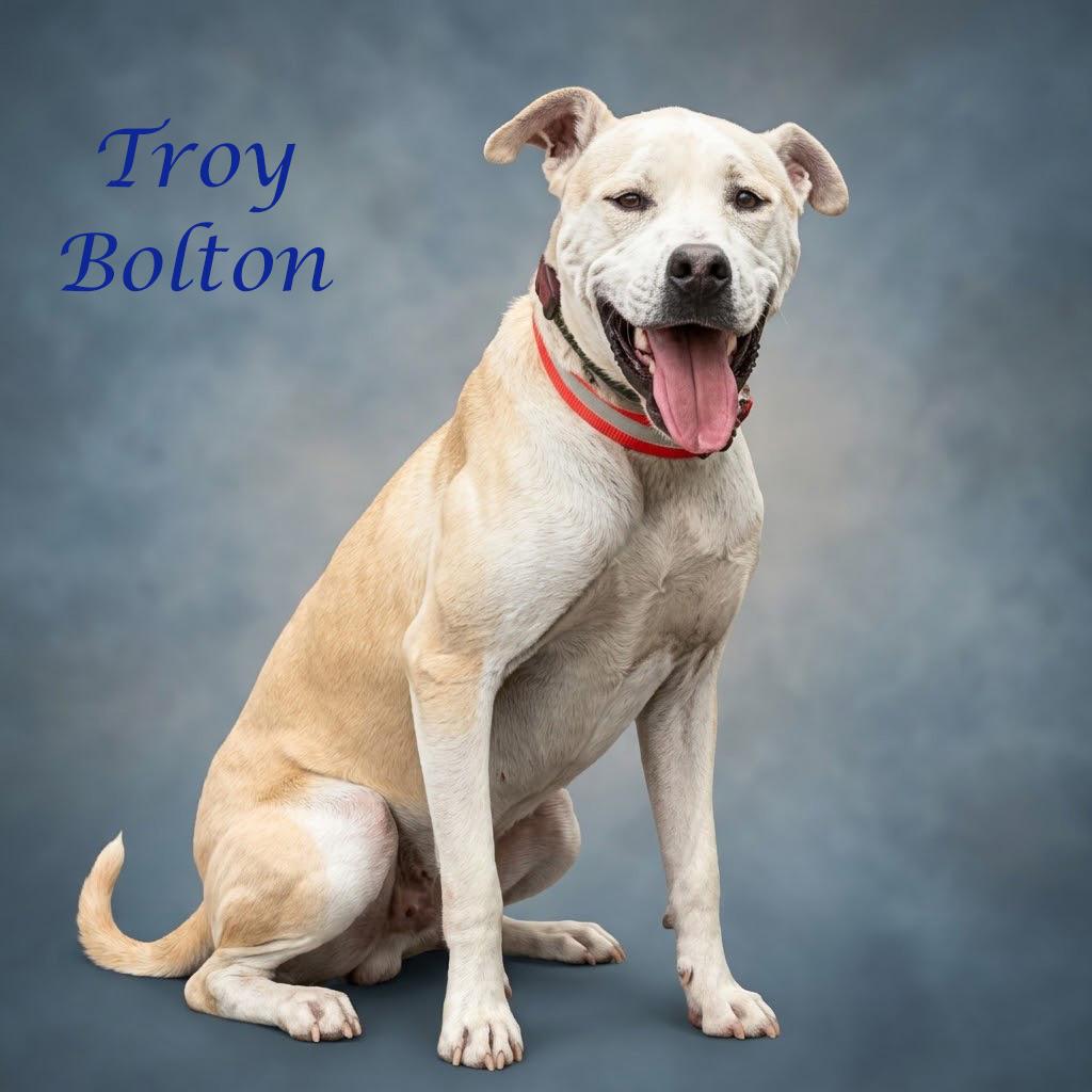 Enlarge Troy Bolton D26-031, a Adoptable mixed breed in Lebanon, TN image 6/6