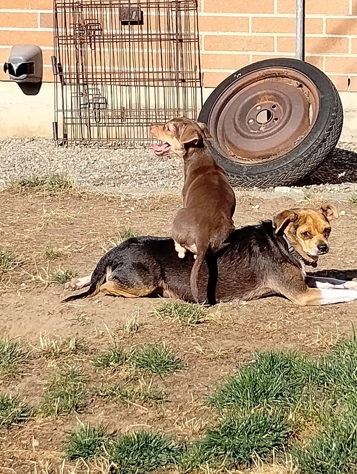 Daisy, a Adoptable mixed breed in Covington, WA image 2/5