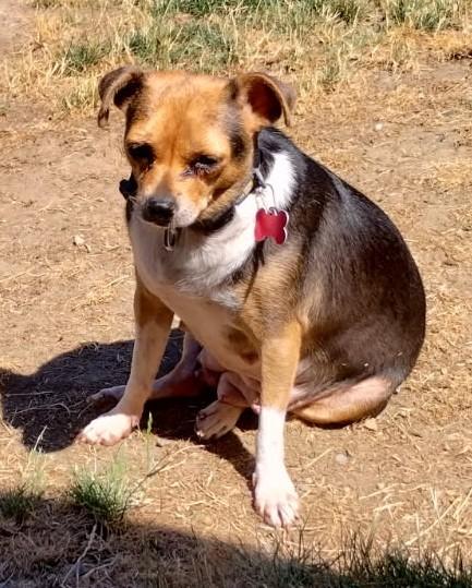 Daisy, a Adoptable mixed breed in Covington, WA image 3/5