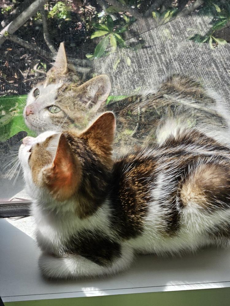 Enlarge Honey, a Adoptable Domestic Short Hair in Hudson, NH image 2/5