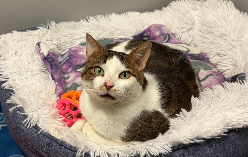 Enlarge Honey, a Adoptable Domestic Short Hair in Hudson, NH image 3/5