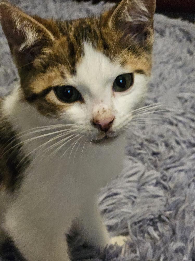 Enlarge Honey, a Adoptable Domestic Short Hair in Hudson, NH image 4/5