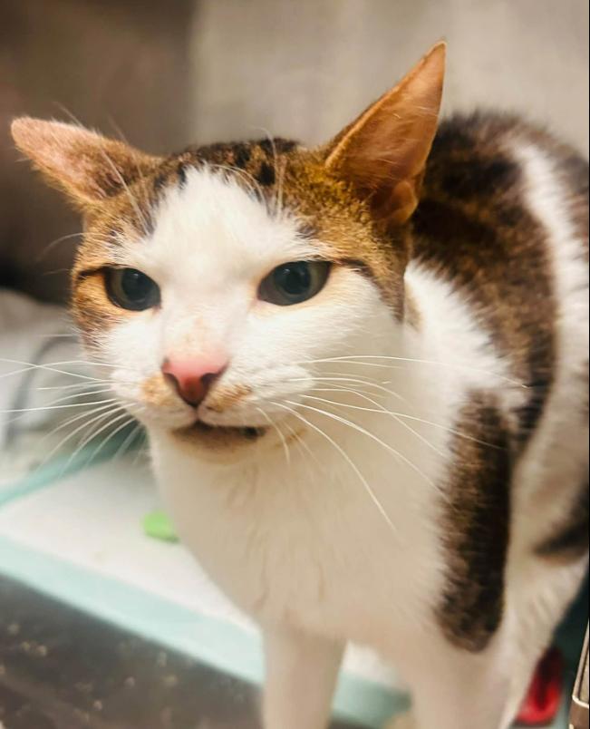 Enlarge Honey, a Adoptable Domestic Short Hair in Hudson, NH image 5/5