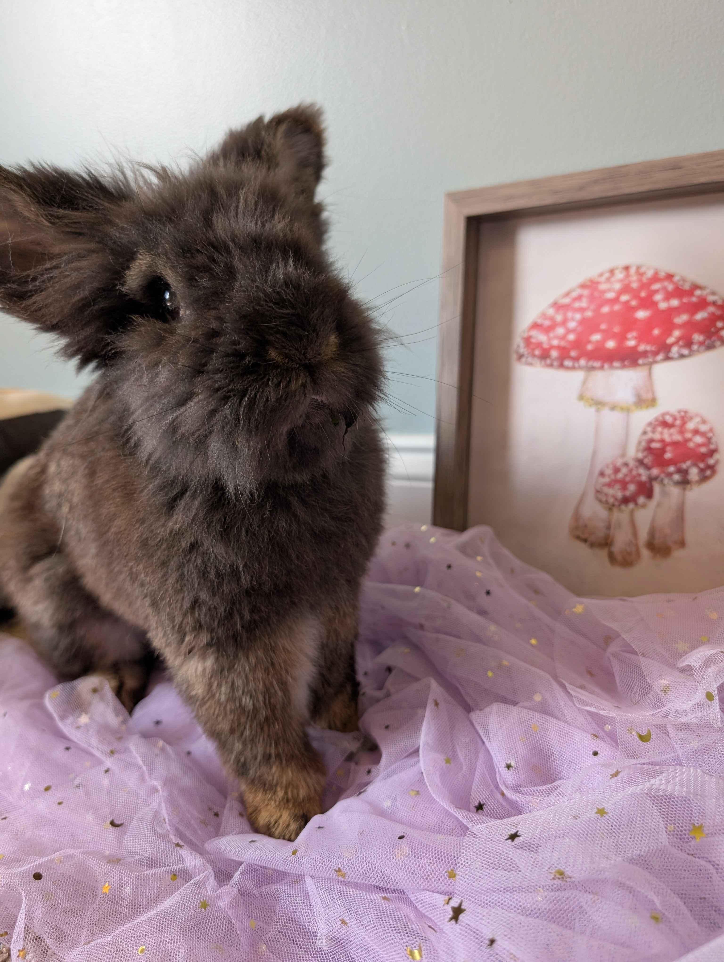 Spanky, ADOPTABLE, Adult Male Lionhead.