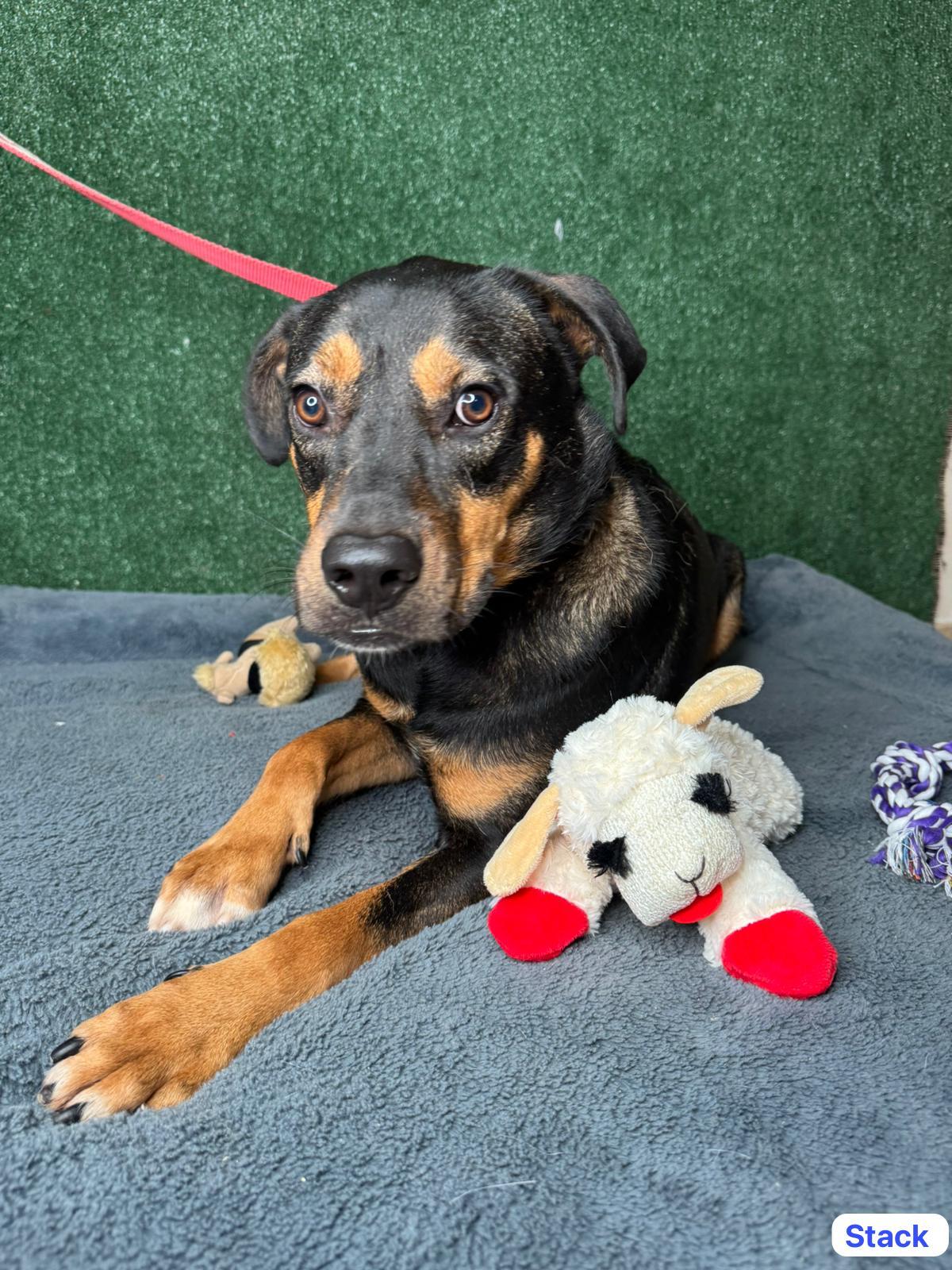 Stack... , Adoptable, Young Male Rottweiler & Chocolate Labrador Retriever.