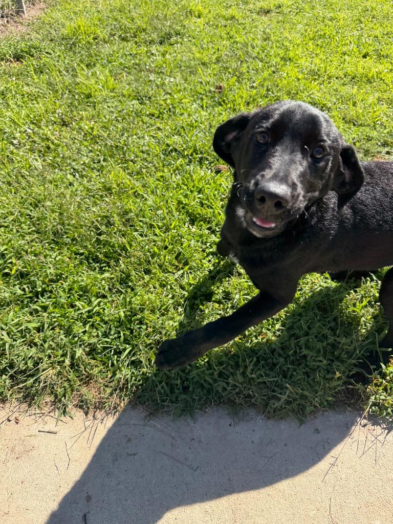 Enlarge River, a Adoptable mixed breed in Metter, GA image 1/2