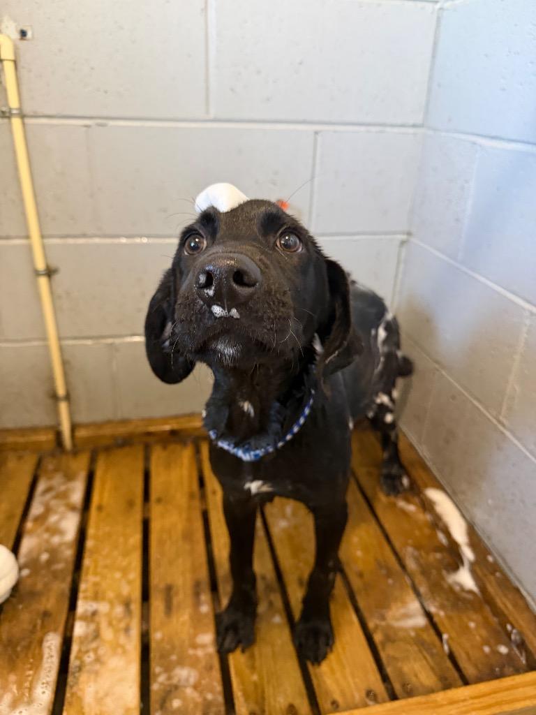 Enlarge River, a Adoptable mixed breed in Metter, GA image 2/2