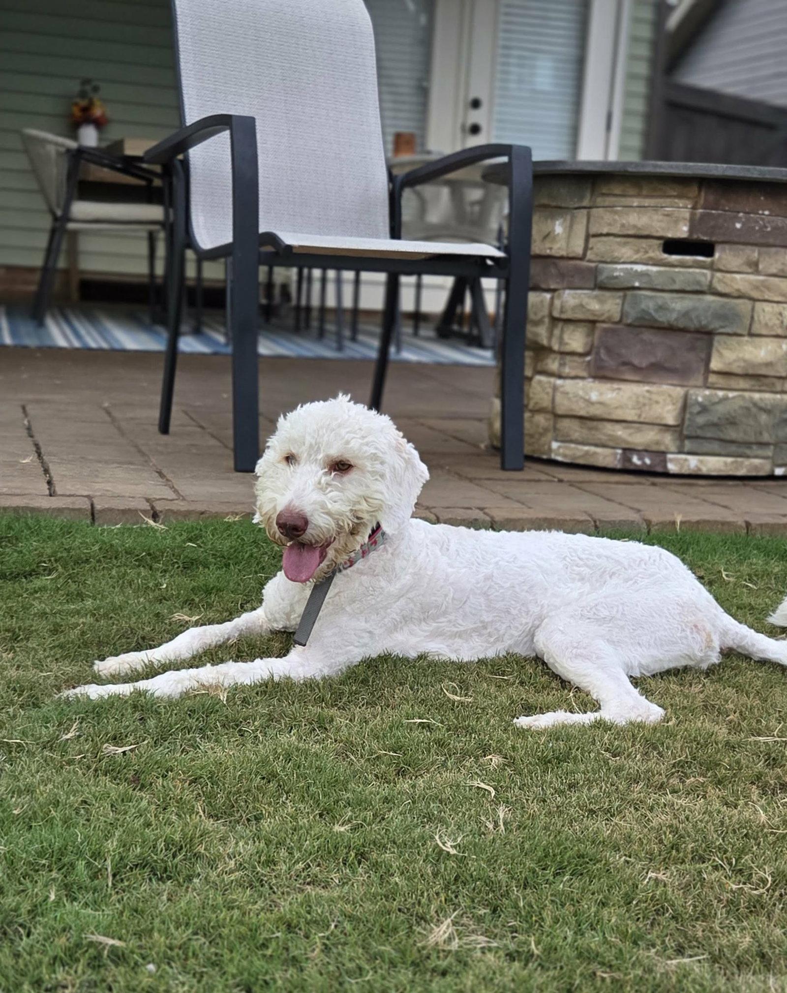 Lena, Adoptable, Young Female Poodle.