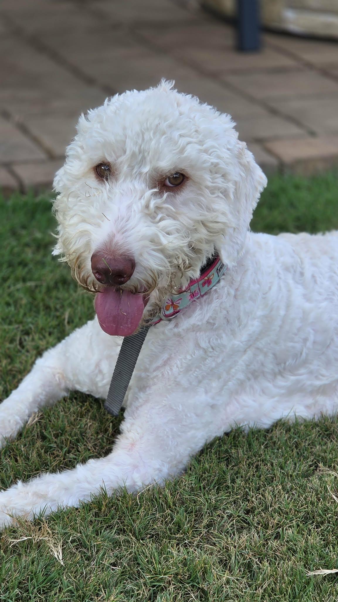 Enlarge Lena, a Adoptable Poodle in Greenville, SC image 2/2