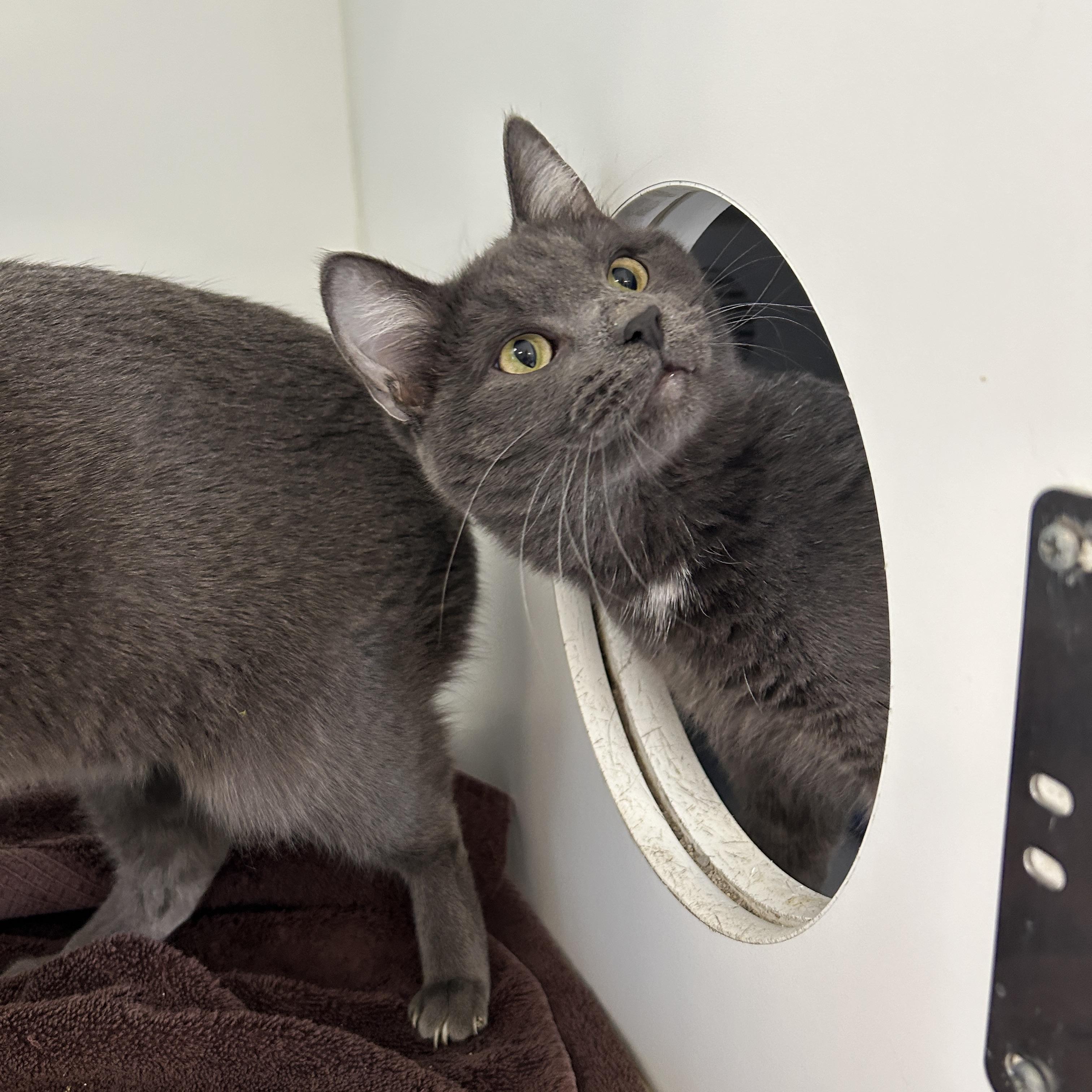 Enlarge Boston & Dennis (Bonded), a Adoptable Domestic Short Hair in La Grange Park, IL image 3/5