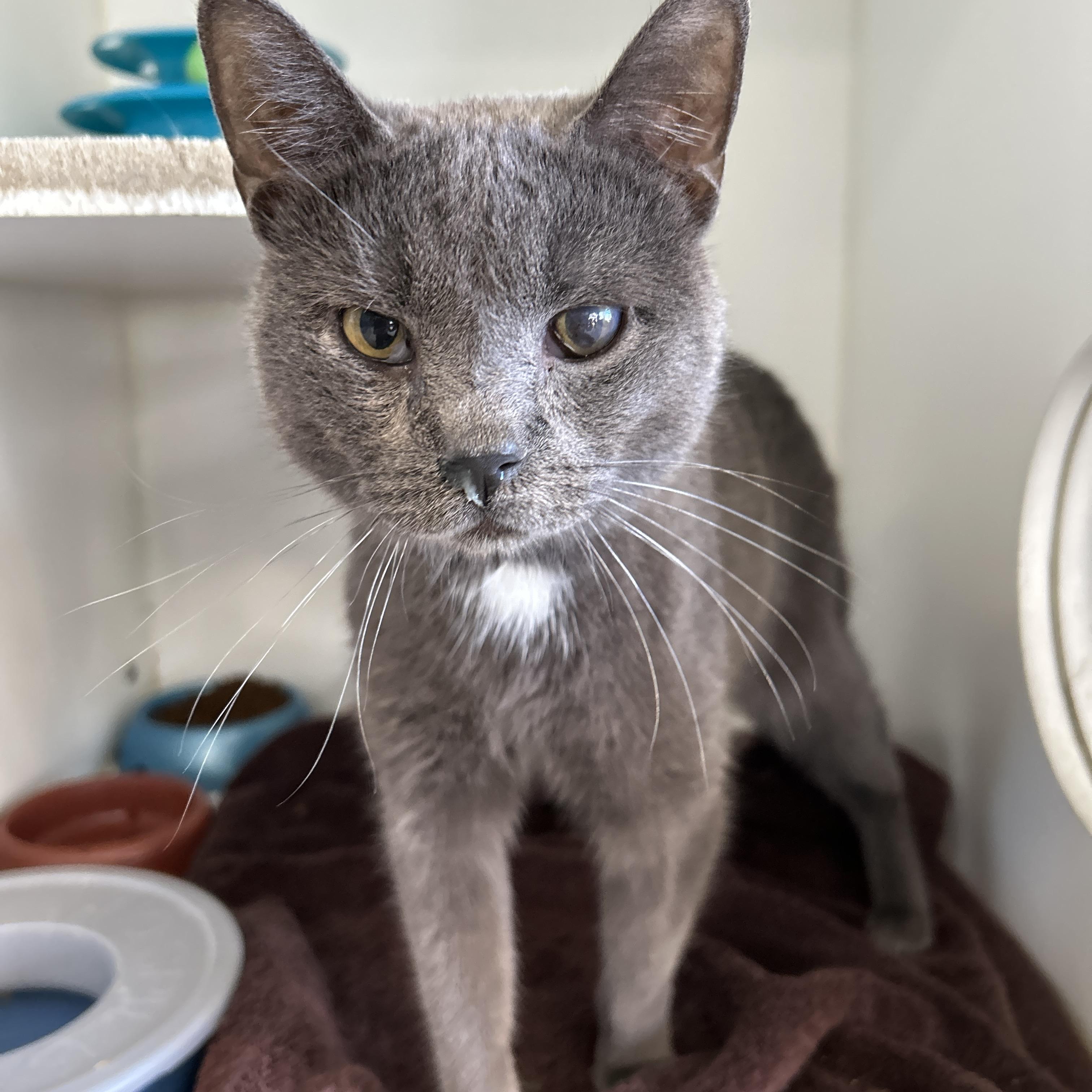 Enlarge Boston & Dennis (Bonded), a Adoptable Domestic Short Hair in La Grange Park, IL image 4/5