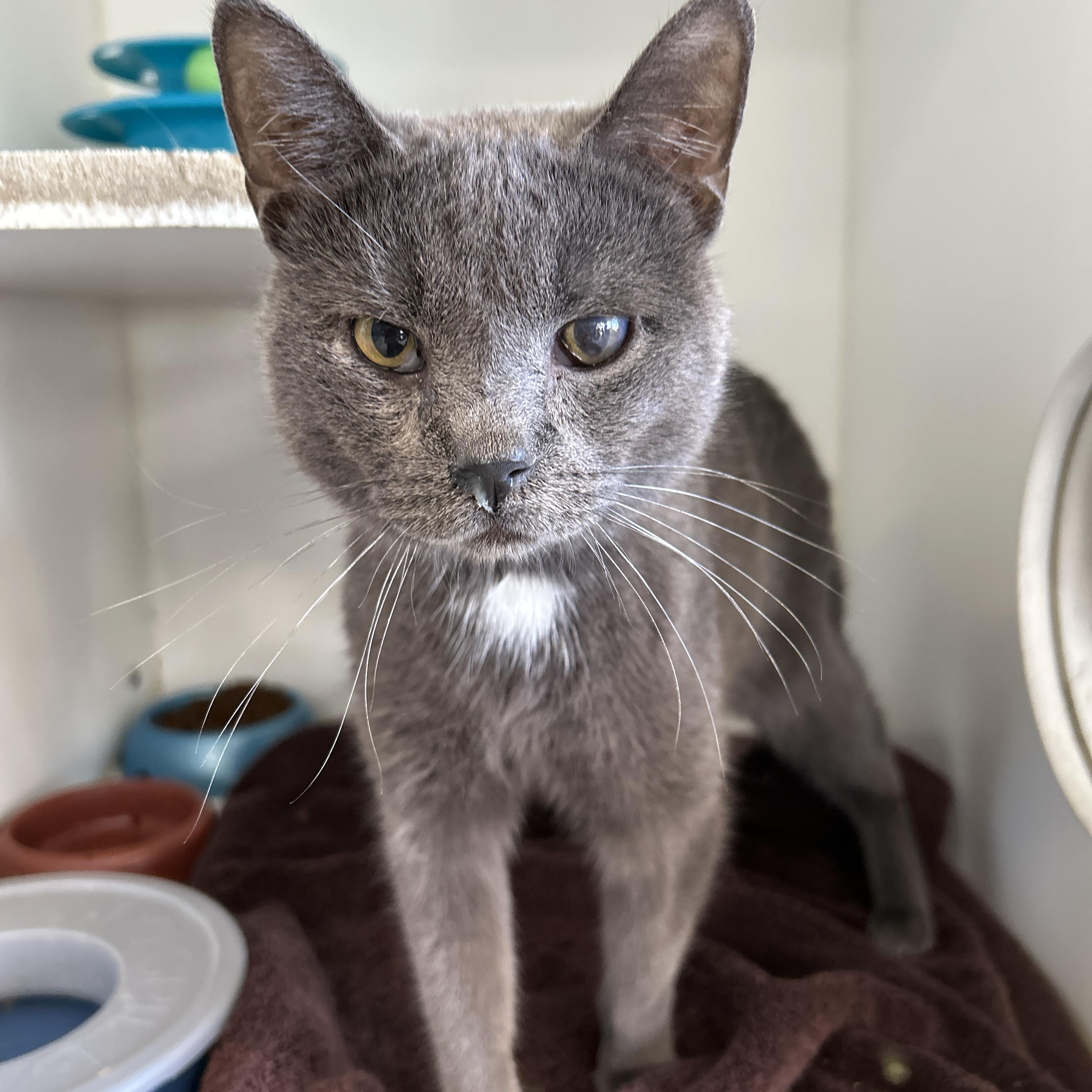 Enlarge Boston & Dennis (Bonded), a Adoptable Domestic Short Hair in La Grange Park, IL image 5/5