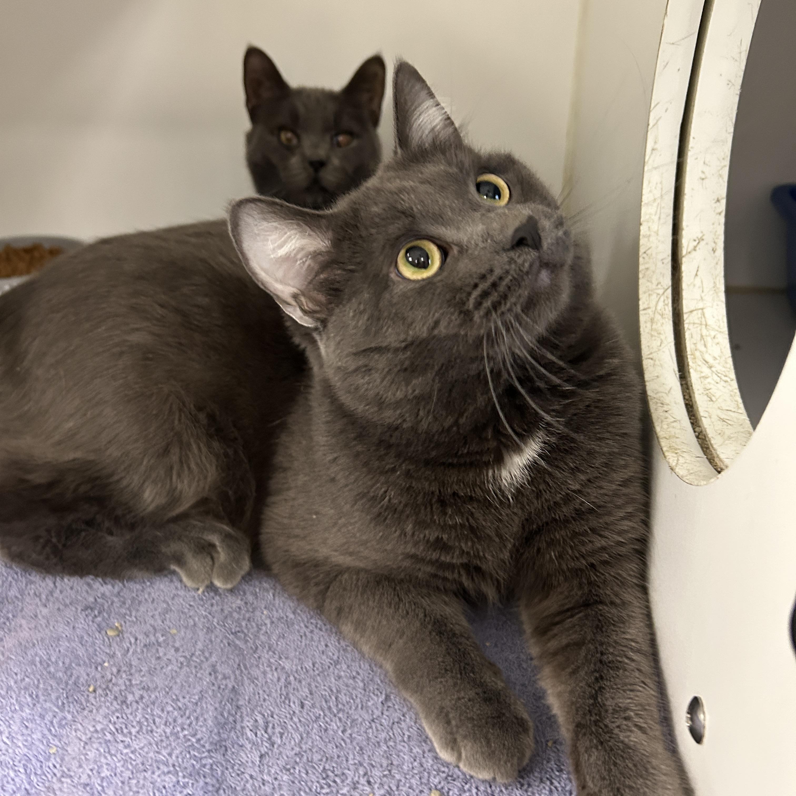 Enlarge Boston & Dennis (Bonded), a Adoptable Domestic Short Hair in La Grange Park, IL image 5/6