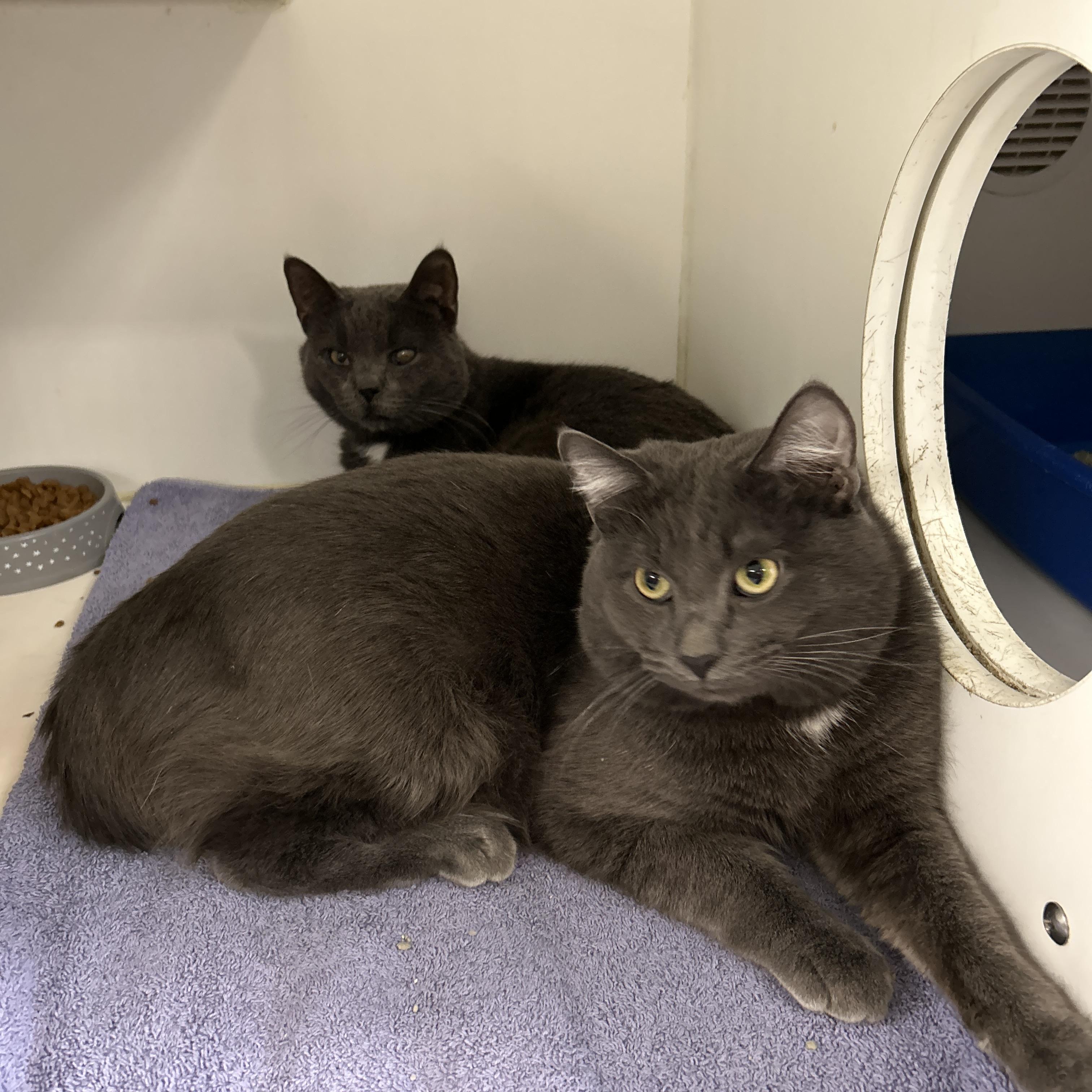 Enlarge Boston & Dennis (Bonded), a Adoptable Domestic Short Hair in La Grange Park, IL image 3/6