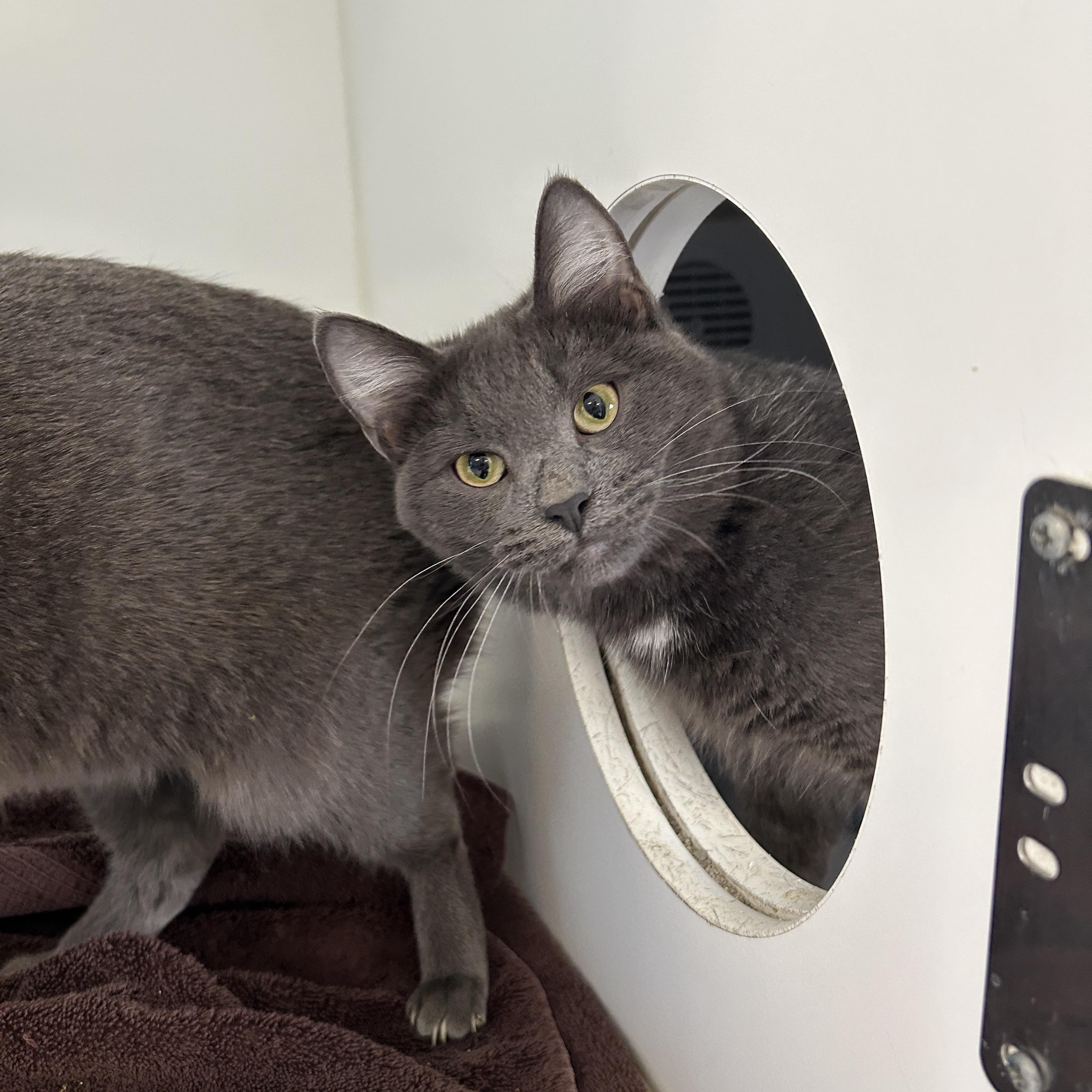 Enlarge Boston & Dennis (Bonded), a Adoptable Domestic Short Hair in La Grange Park, IL image 2/5