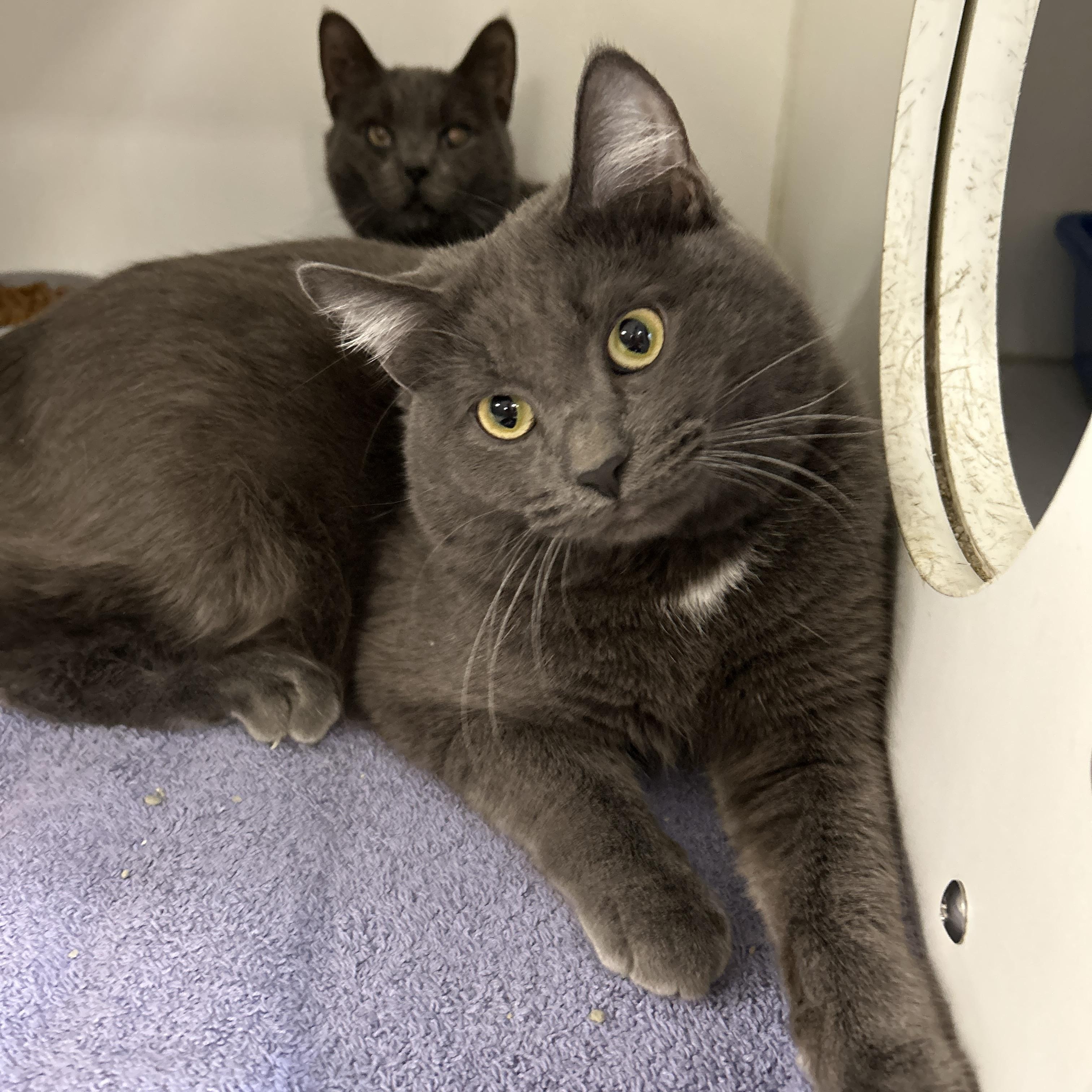 Boston & Dennis (Bonded), Adoptable, Adult Male Domestic Short Hair.