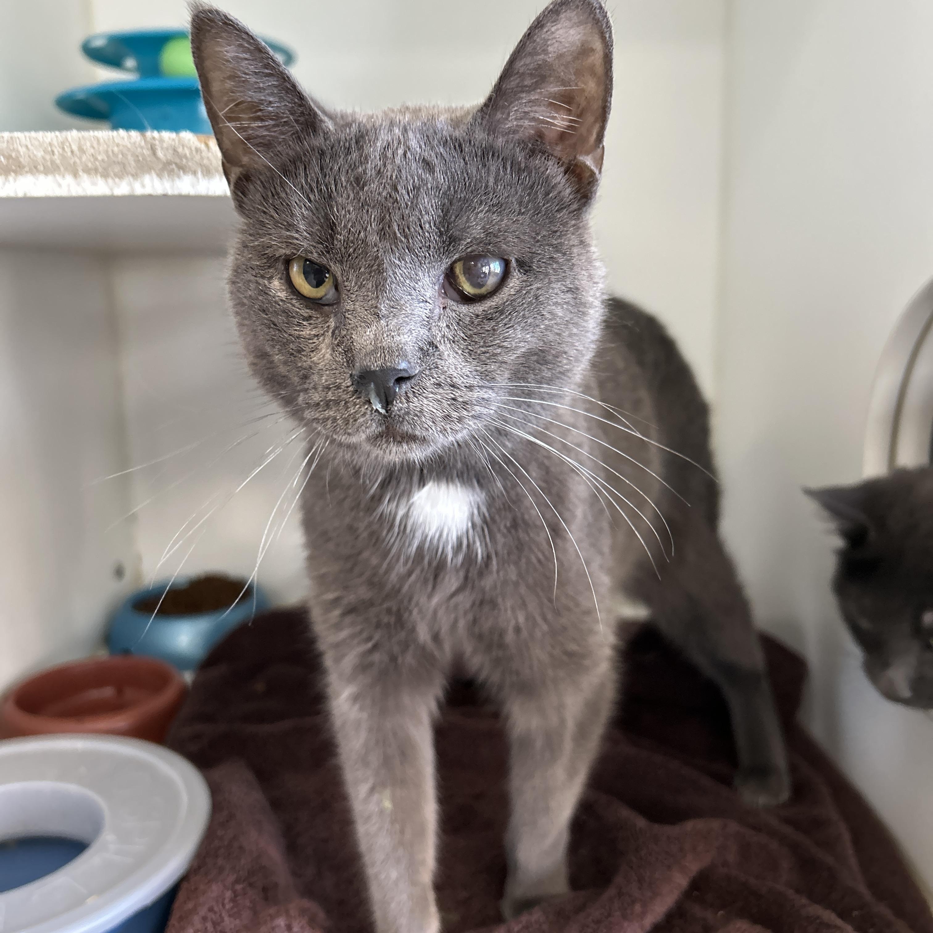 Enlarge Boston & Dennis (Bonded), a Adoptable Domestic Short Hair in La Grange Park, IL image 1/5