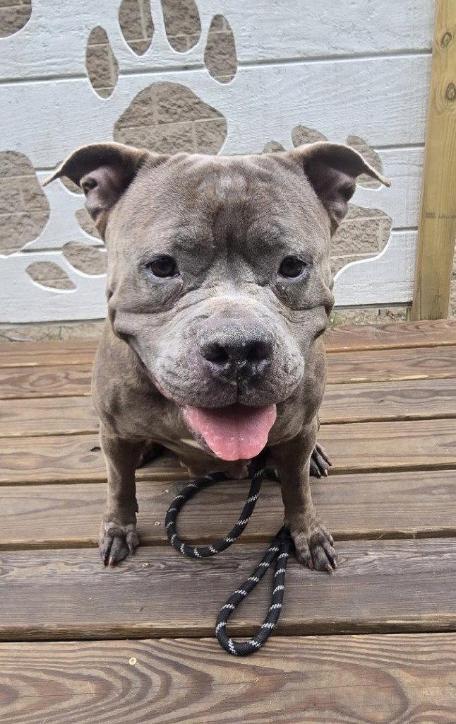 DA 25 Luna, Adoptable, Adult Female Pit Bull Terrier.