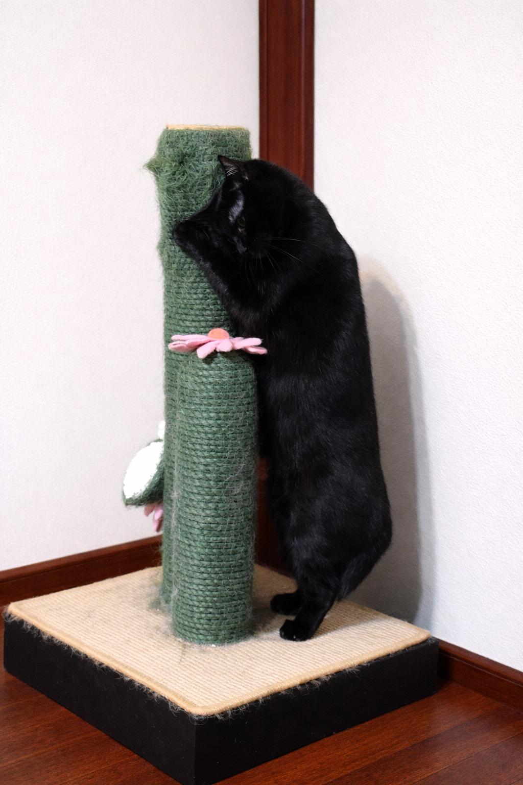 Enlarge Crystal, a ADOPTABLE Domestic Short Hair in Quincy, OH image 2/2