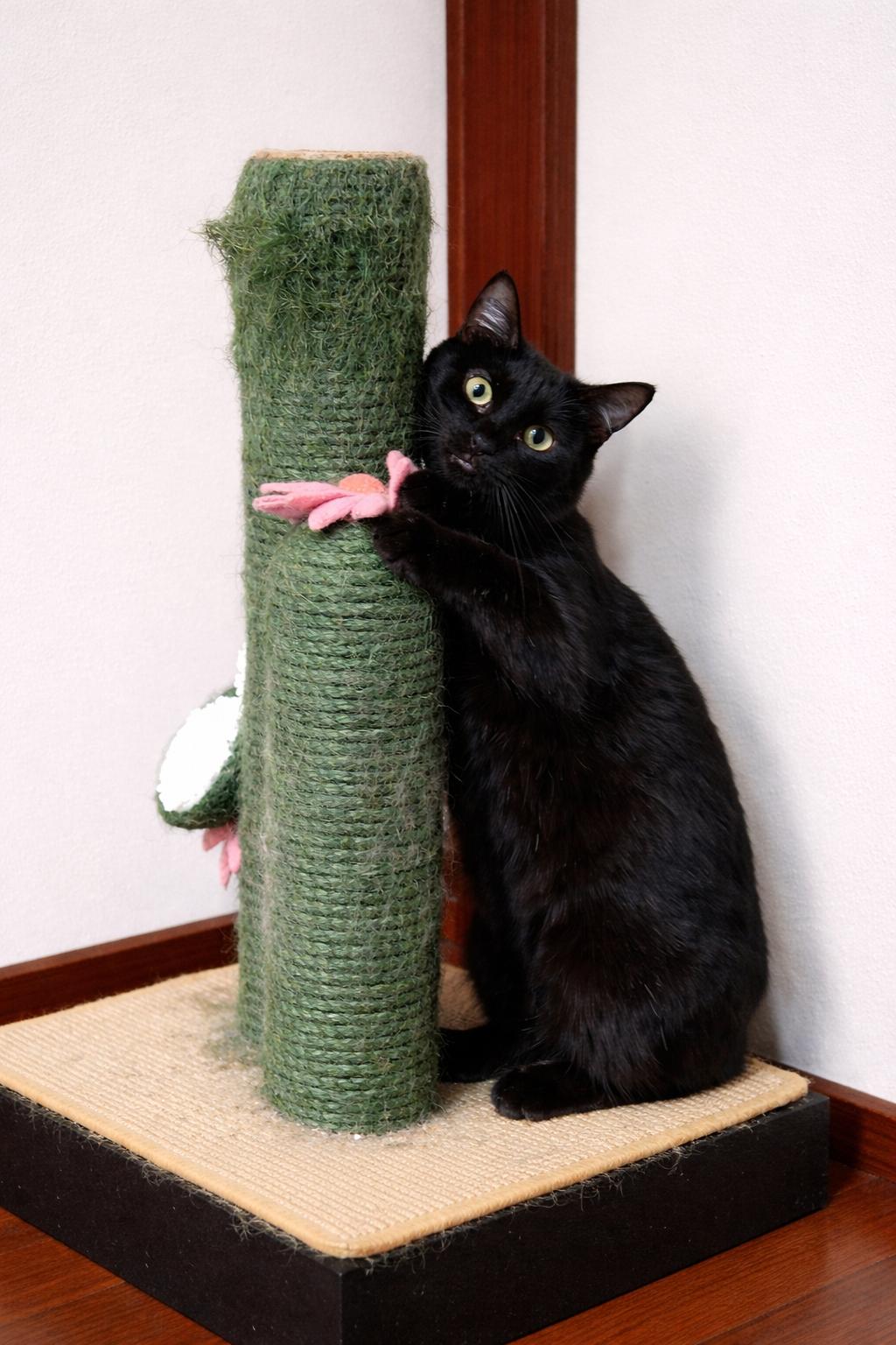 Enlarge Crystal, a ADOPTABLE Domestic Short Hair in Quincy, OH image 1/2