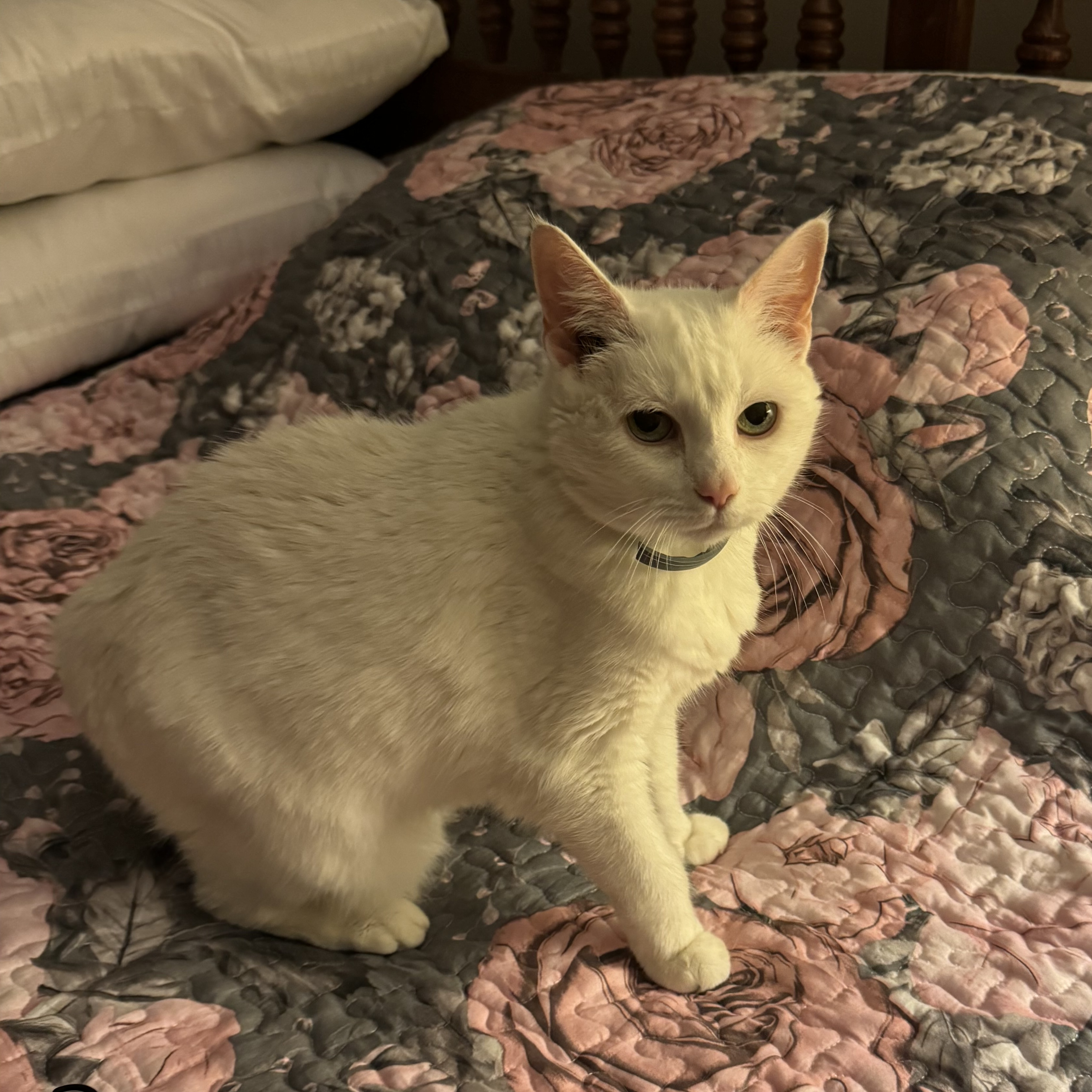 LilBit, Adopted, Senior Female Manx & Domestic Short Hair.