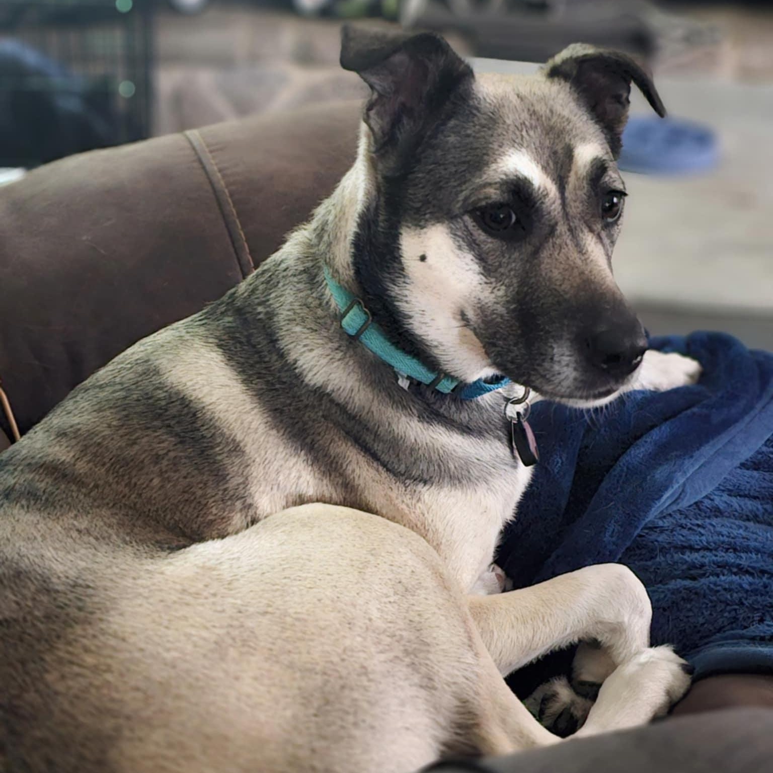 Vi, Adoptable, Adult Female German Shepherd Dog.